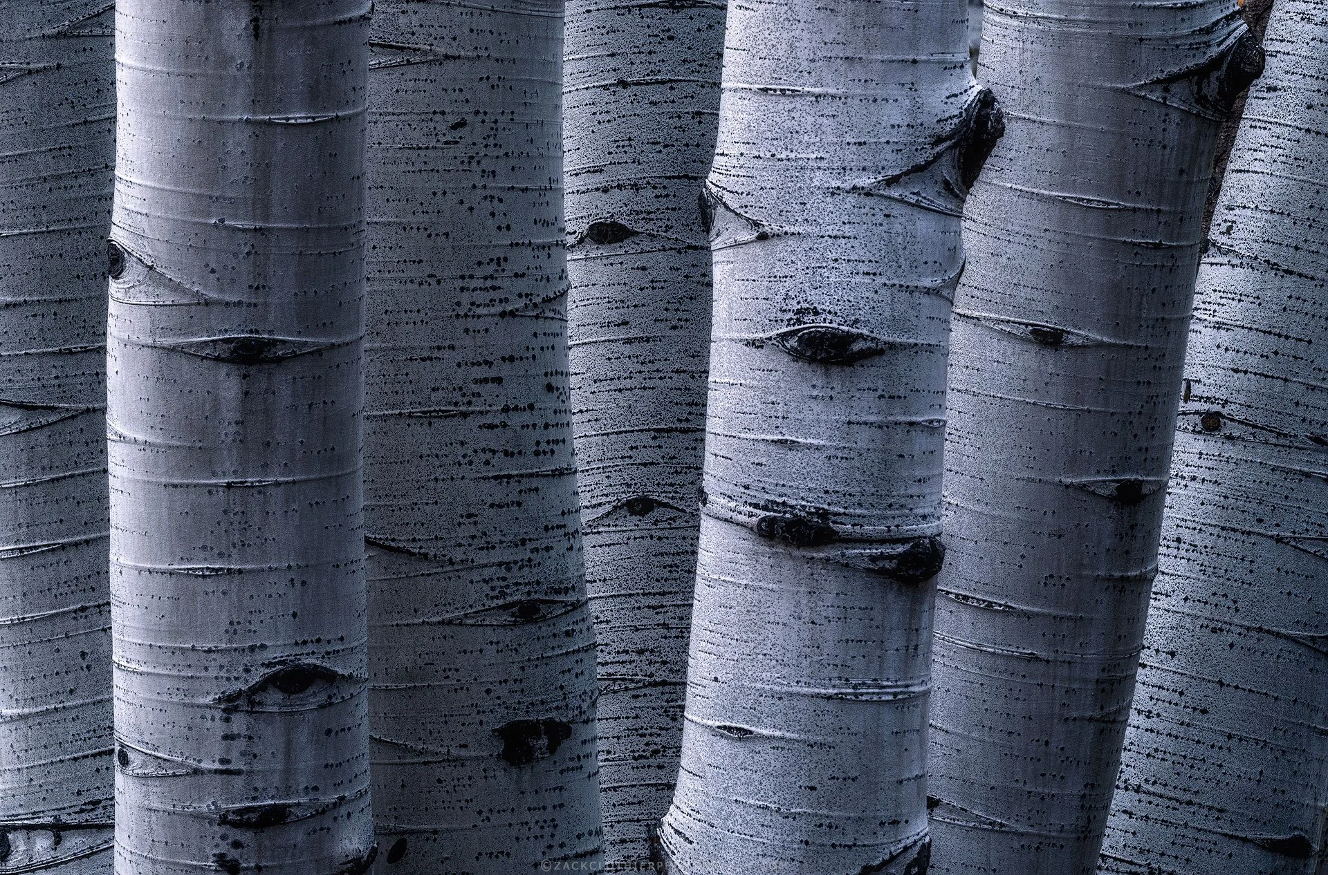 Aspen-Embrace-Colorado-Fine-Art-Nature-Print-Photography.jpg