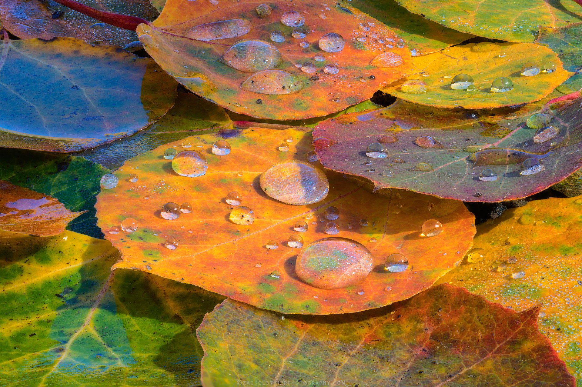 Autumnal-Colorado-Fine-Art-Nature-Print-Photography.jpg
