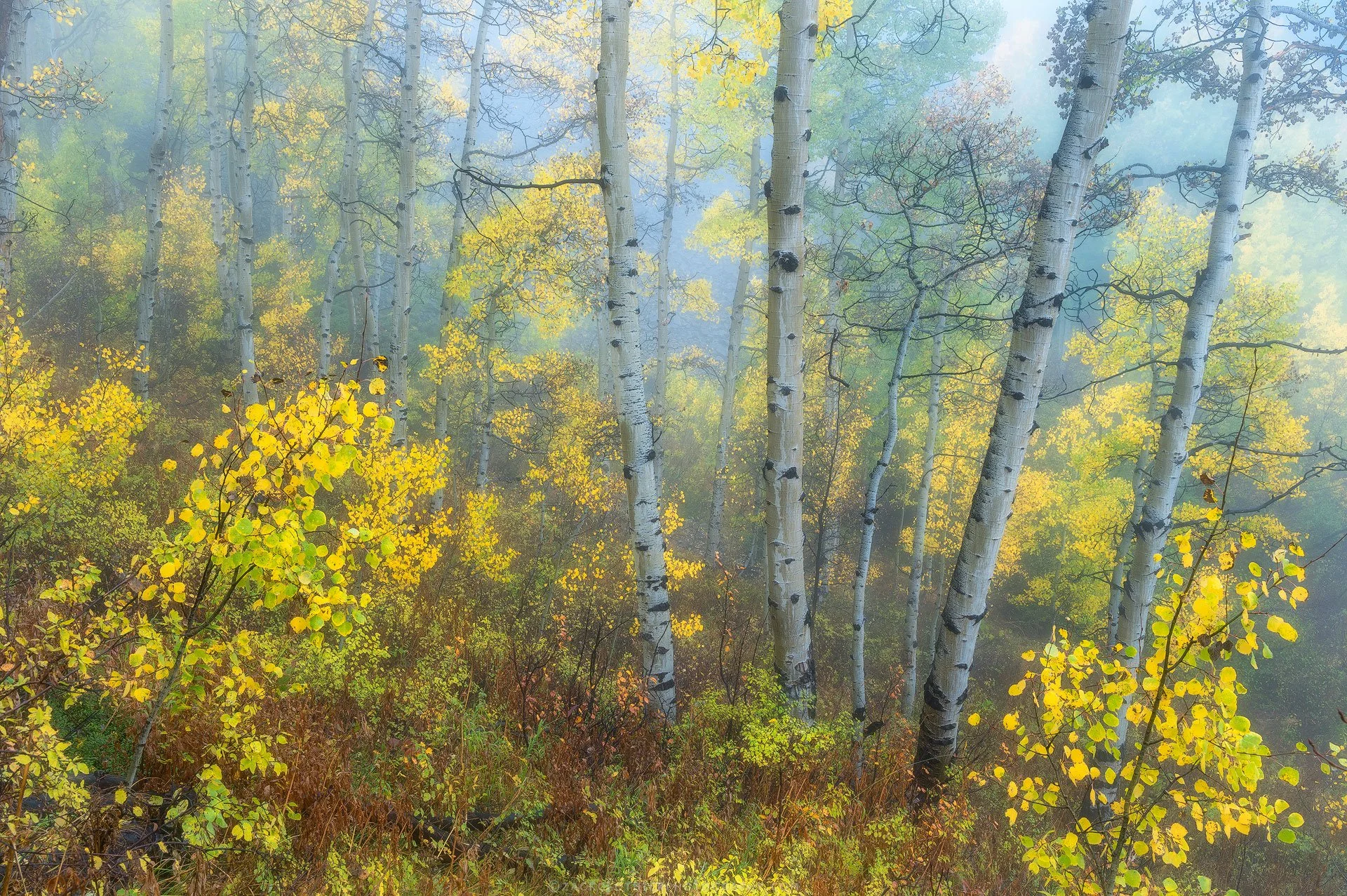 Autumn-Dreams-Colorado-Fine-Art-Nature-Print-Photography.jpg
