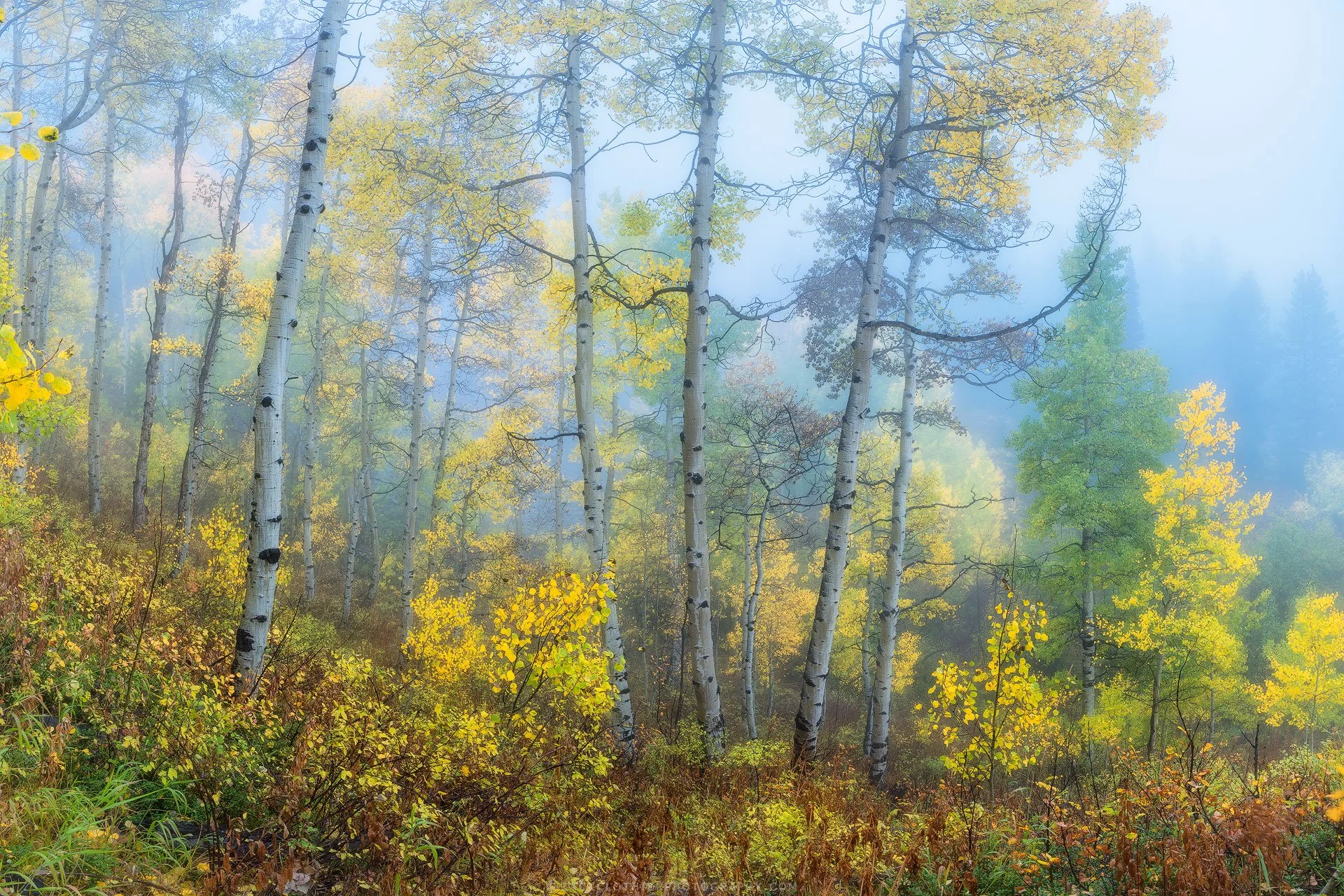 Autumn-Dreams-II-Colorado-Fine-Art-Nature-Print-Photography.jpg