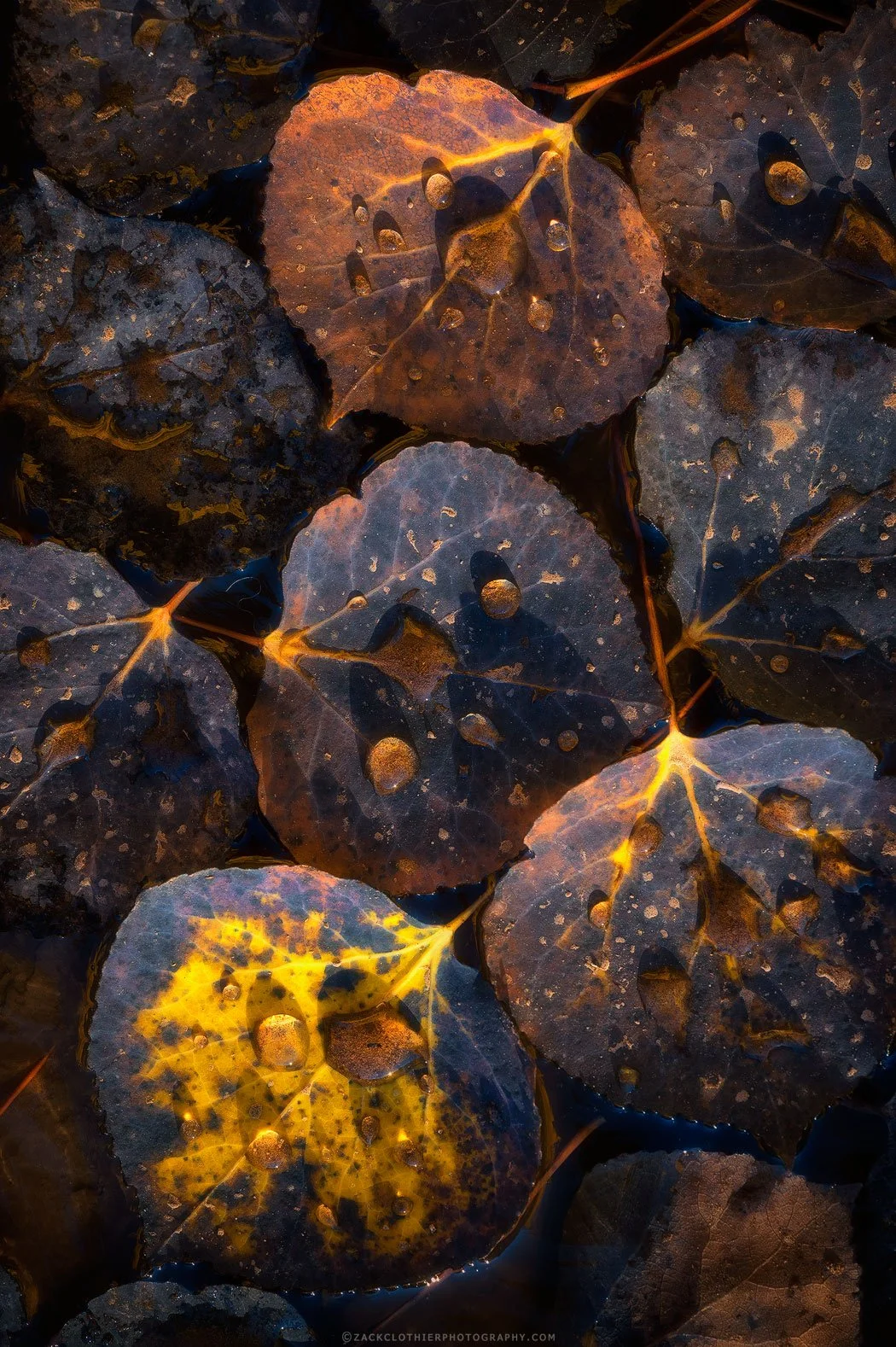 Autumn-Impressions-Colorado-Fine-Art-Nature-Print-Photography.jpg