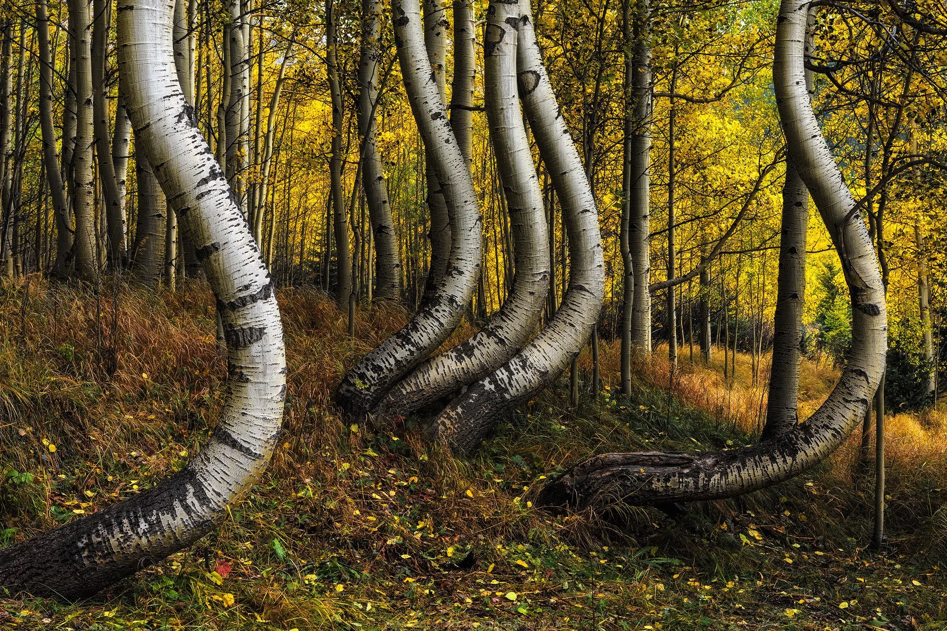 Autumn-Symphony-Colorado-Fine-Art-Nature-Print-Photography.jpg