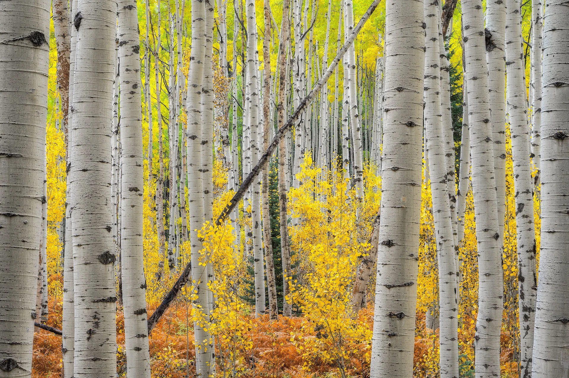 Caught-Inbetween-Colorado-Fine-Art-Nature-Print-Photography.jpg