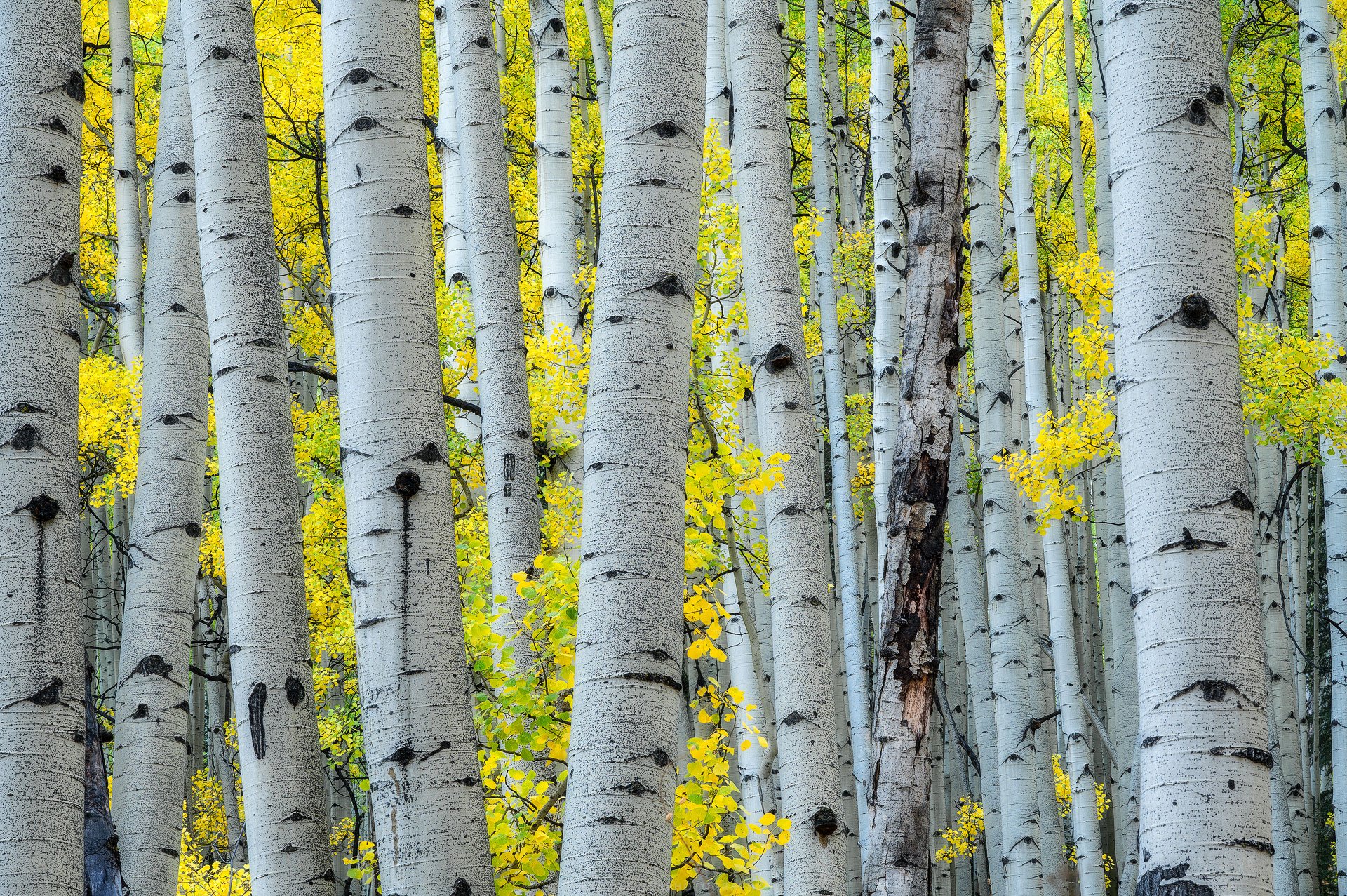 Interwined-Colorado-Fine-Art-Nature-Print-Photography.jpg