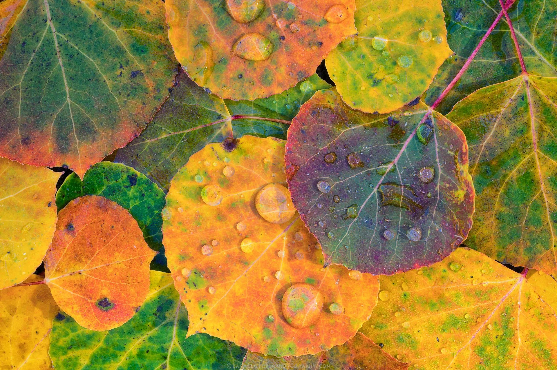 Shades-of-Autumn-Colorado-Fine-Art-Nature-Print-Photography.jpg
