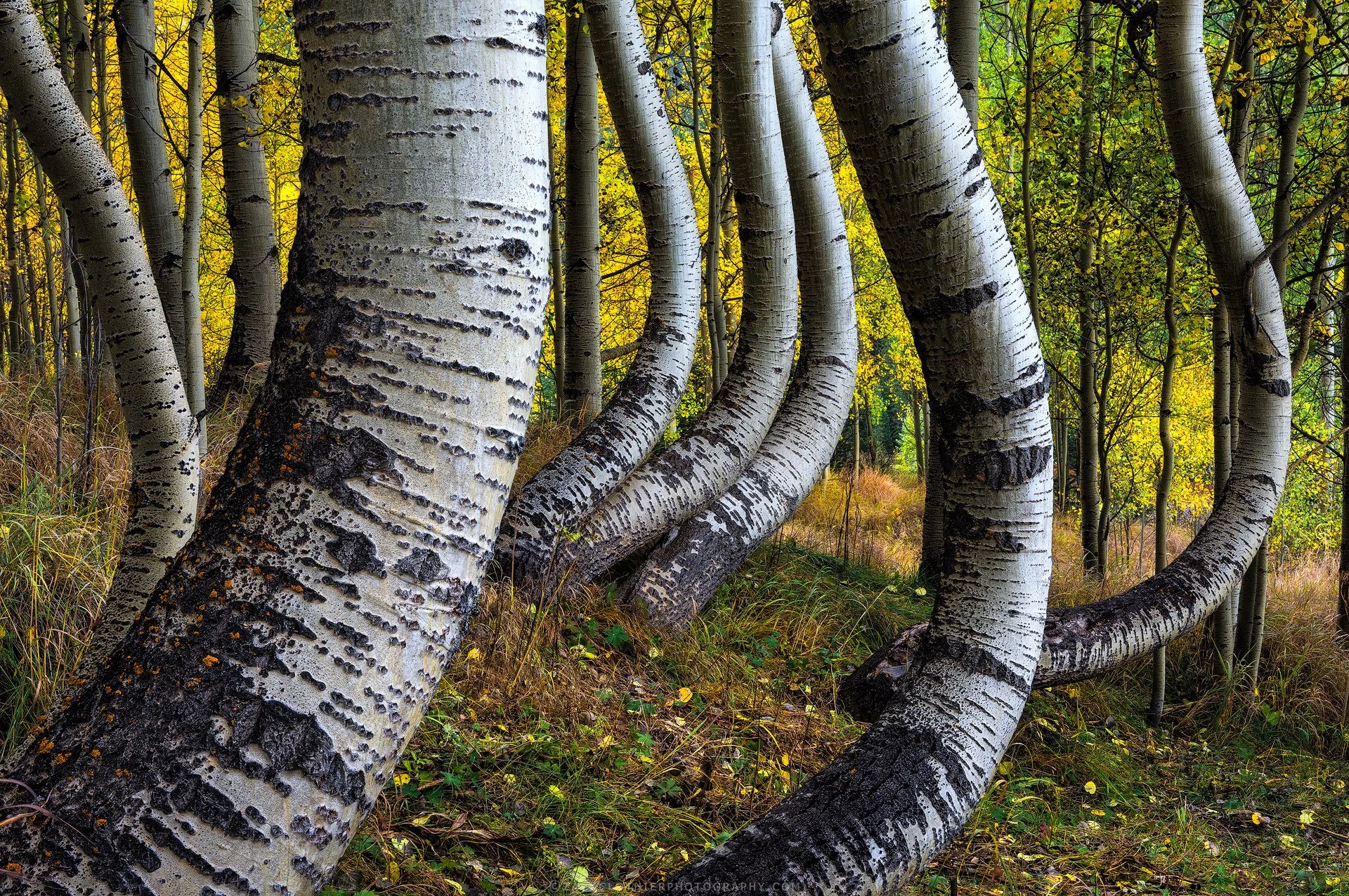 Sinuous-Dance-Colorado-Fine-Art-Nature-Print-Photography.jpg