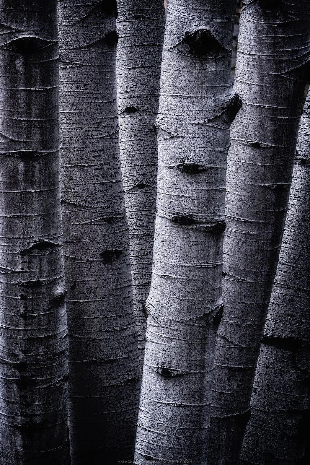 Six-Colorado-Fine-Art-Nature-Print-Photography.jpg