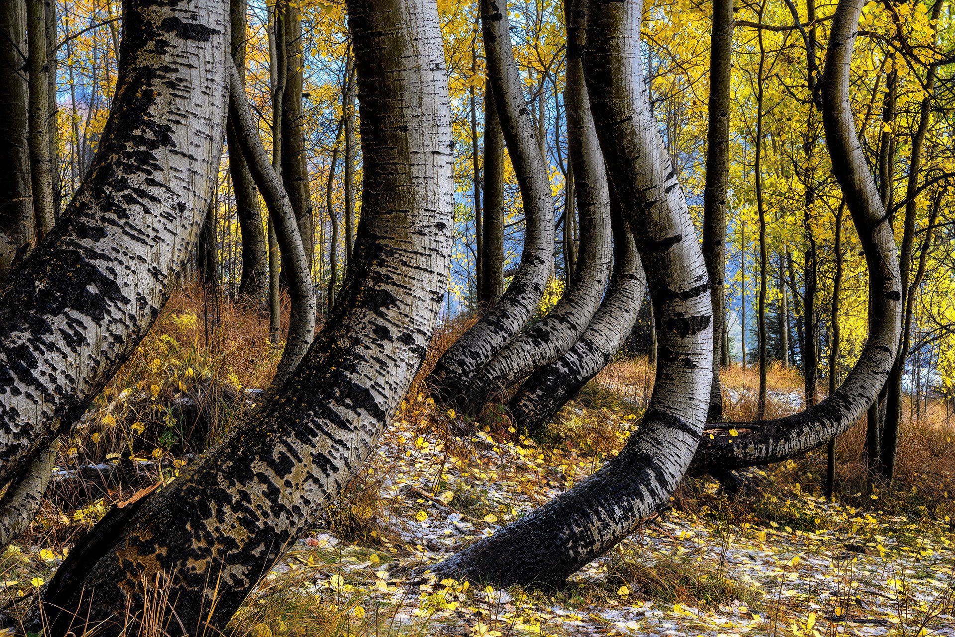 Tangle-Colorado-Fine-Art-Nature-Print-Photography.jpg
