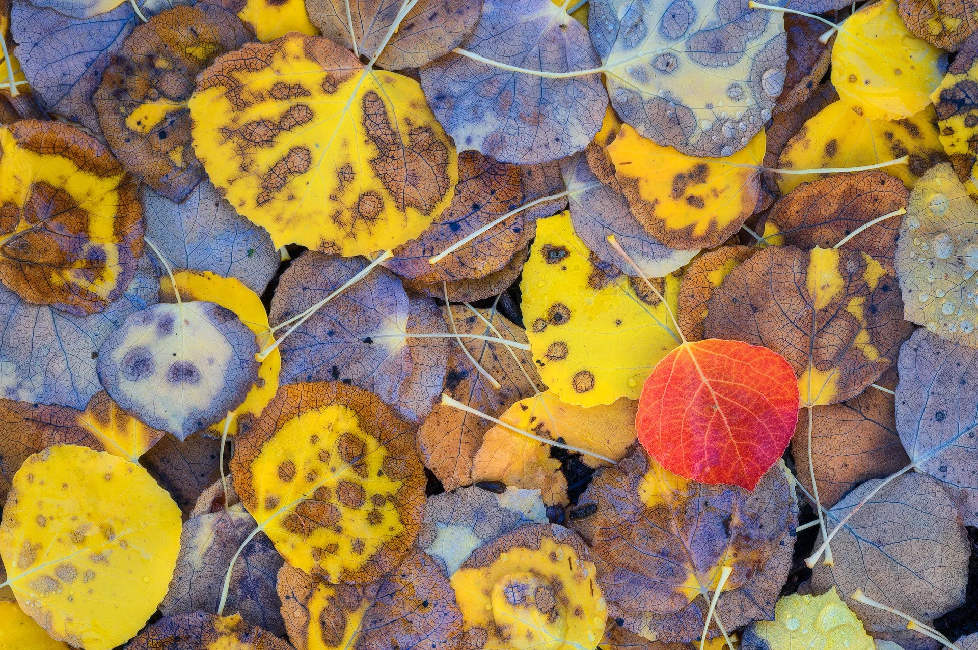 Tribute-to-Autumn-Colorado-Fine-Art-Nature-Print-Photography.jpg