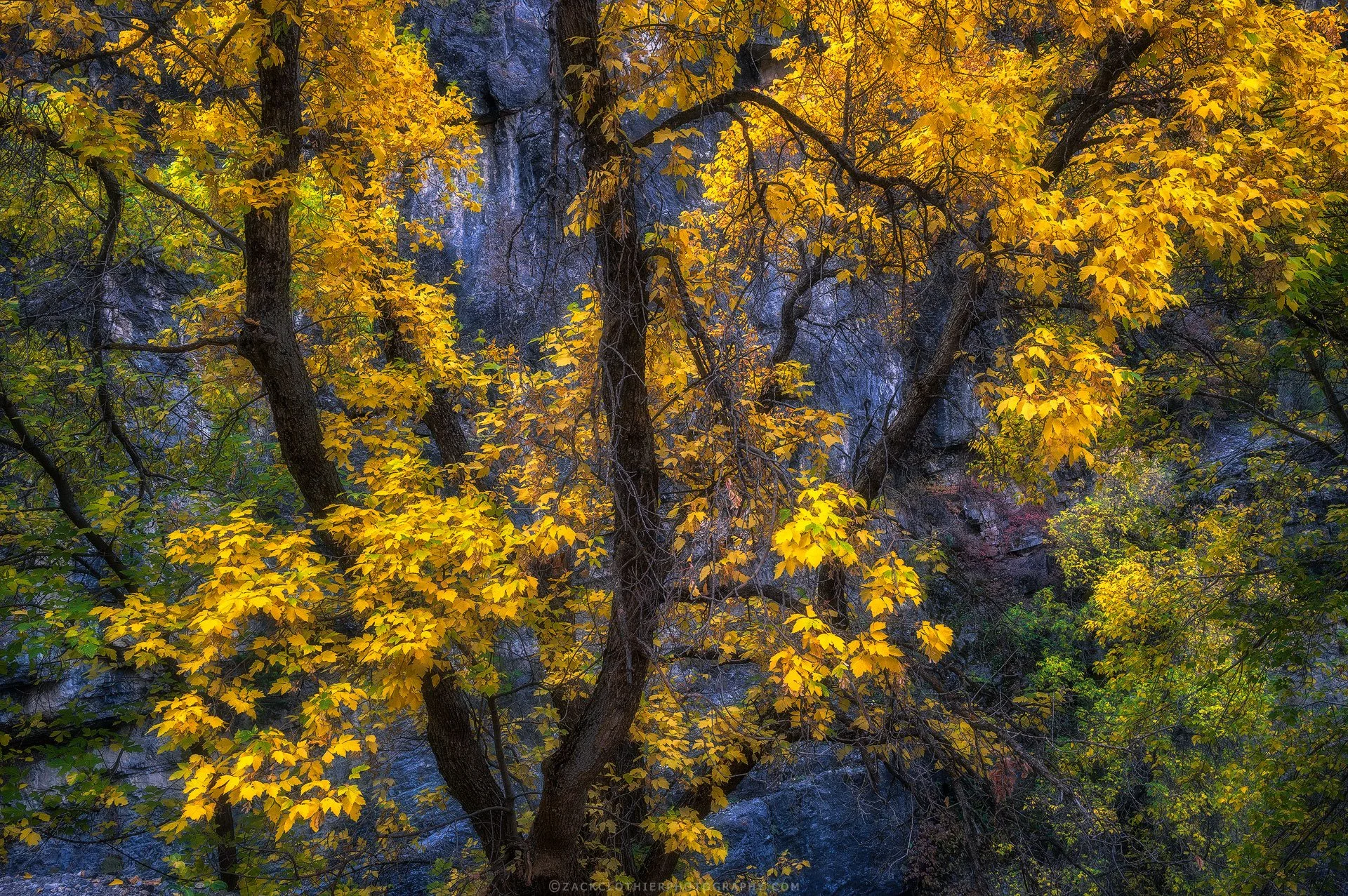 Tree-Of-Life-Southwest-Utah-Fine-Art-Nature-Print-Photography.jpg