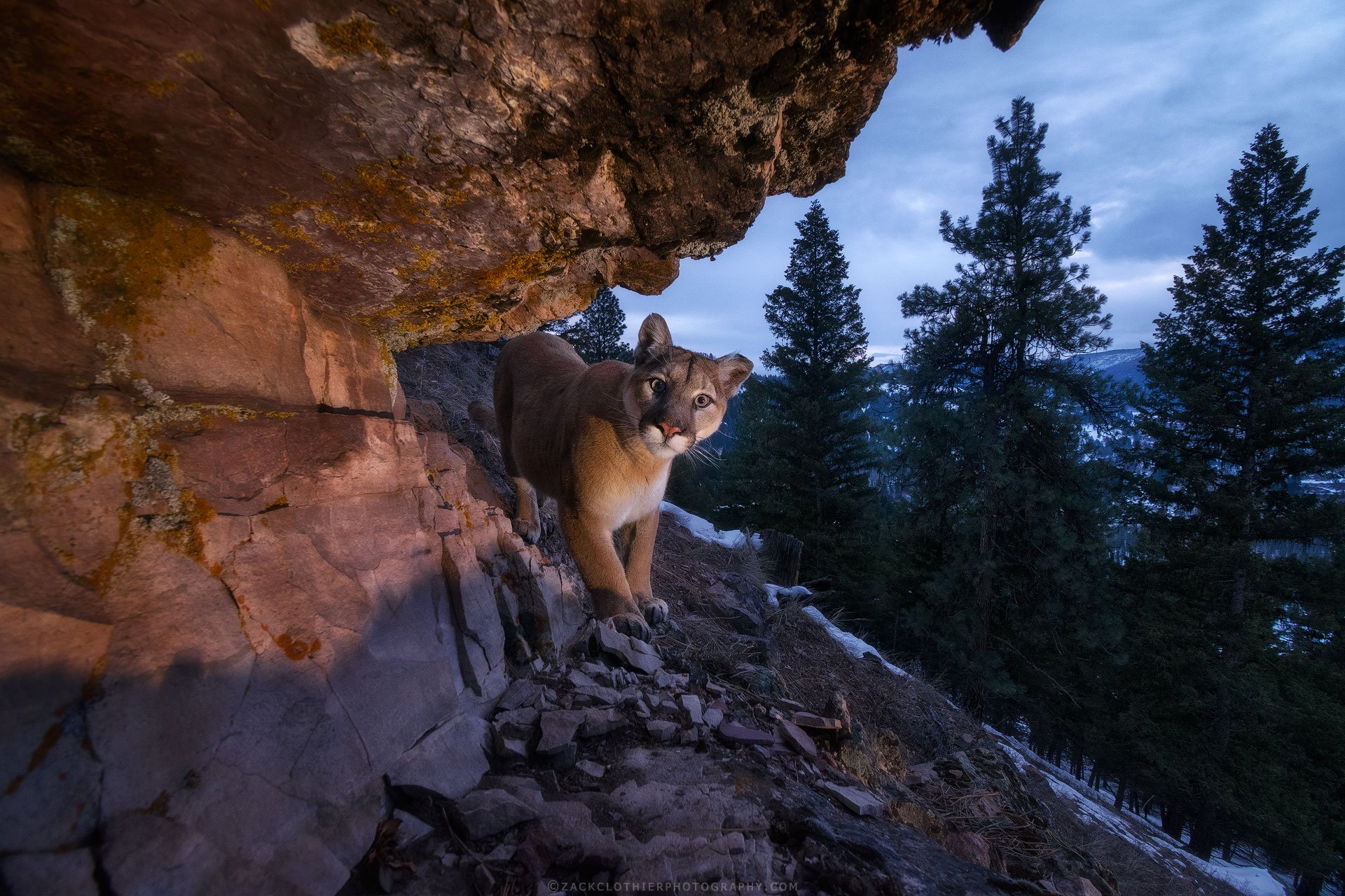 Mountain-King-cougar-fine-art-wildlife-photography-print.jpg