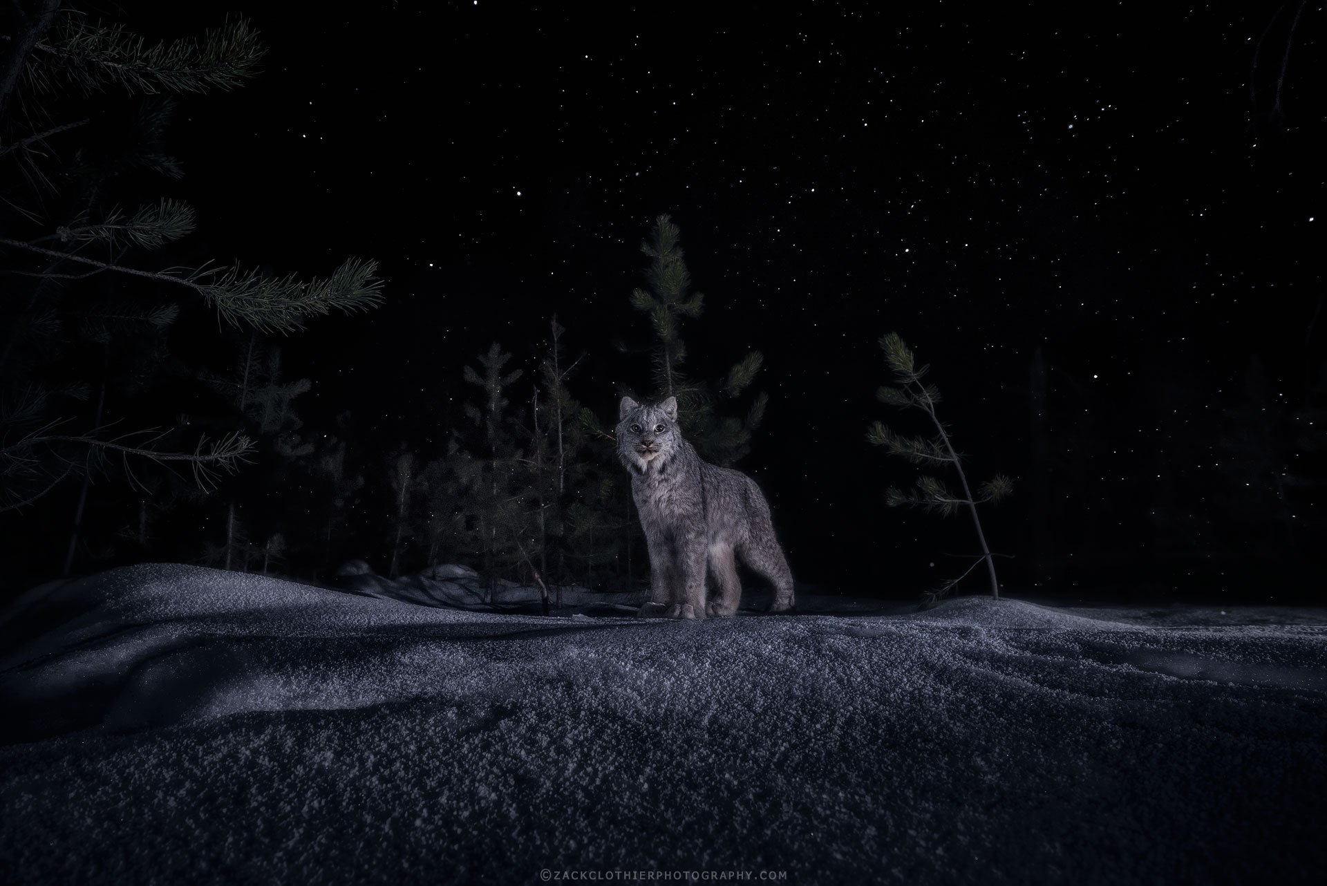 Night-Of-The-Lynx.jpg