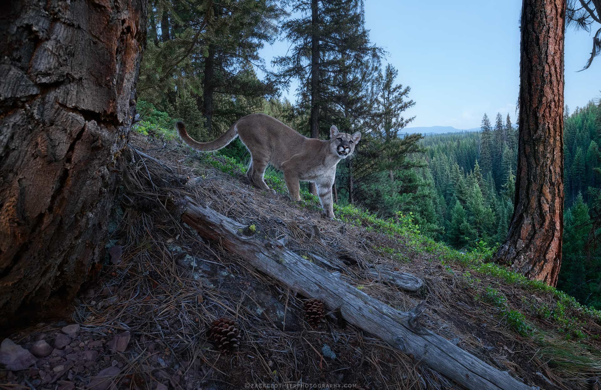 The-Lion-King-Cougar Montana Mountains Zack Clothier Photography.jpg