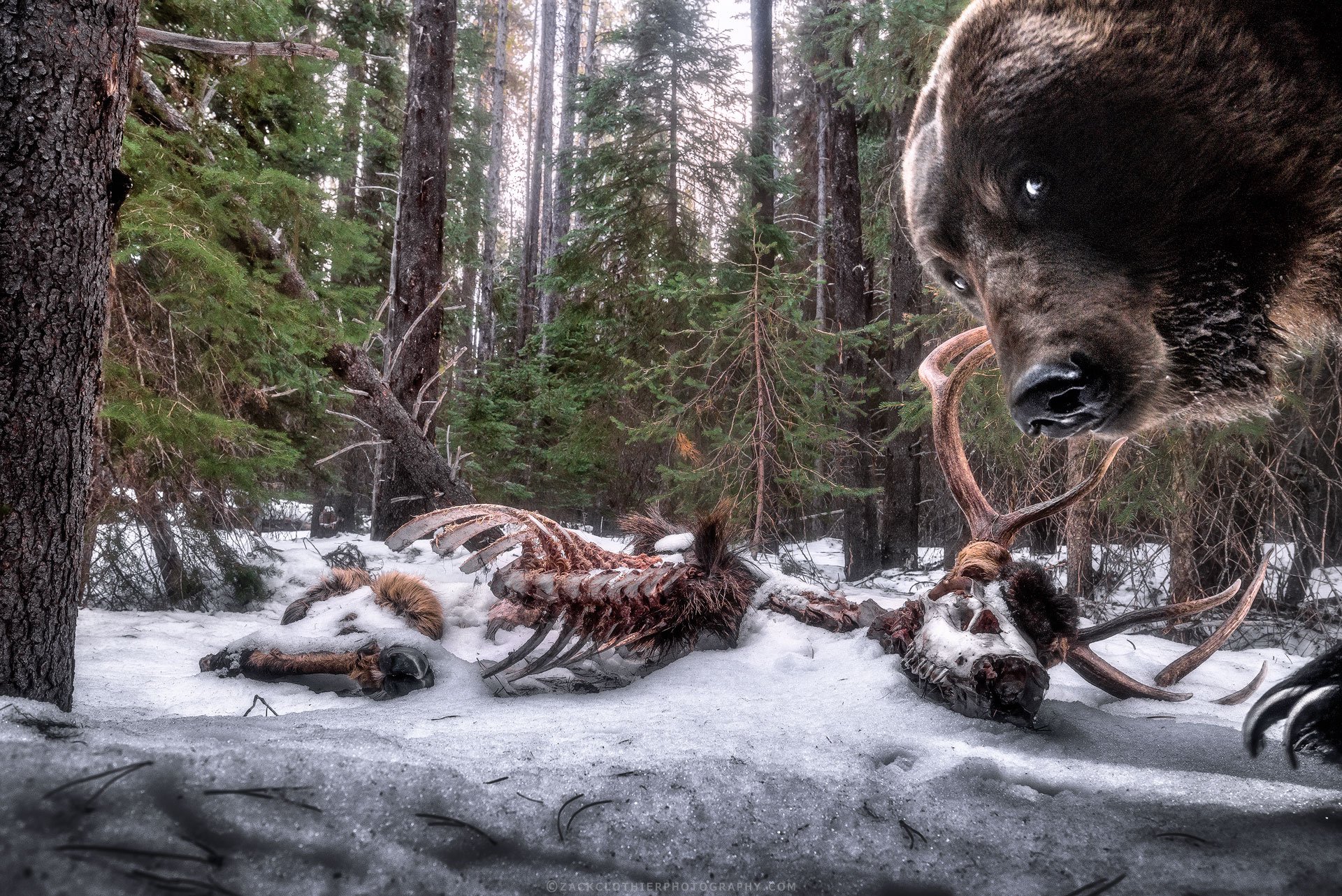 Grizzly-Remains-Fine-Art-Photography-Print-DSLR-Camera-Trap.jpg