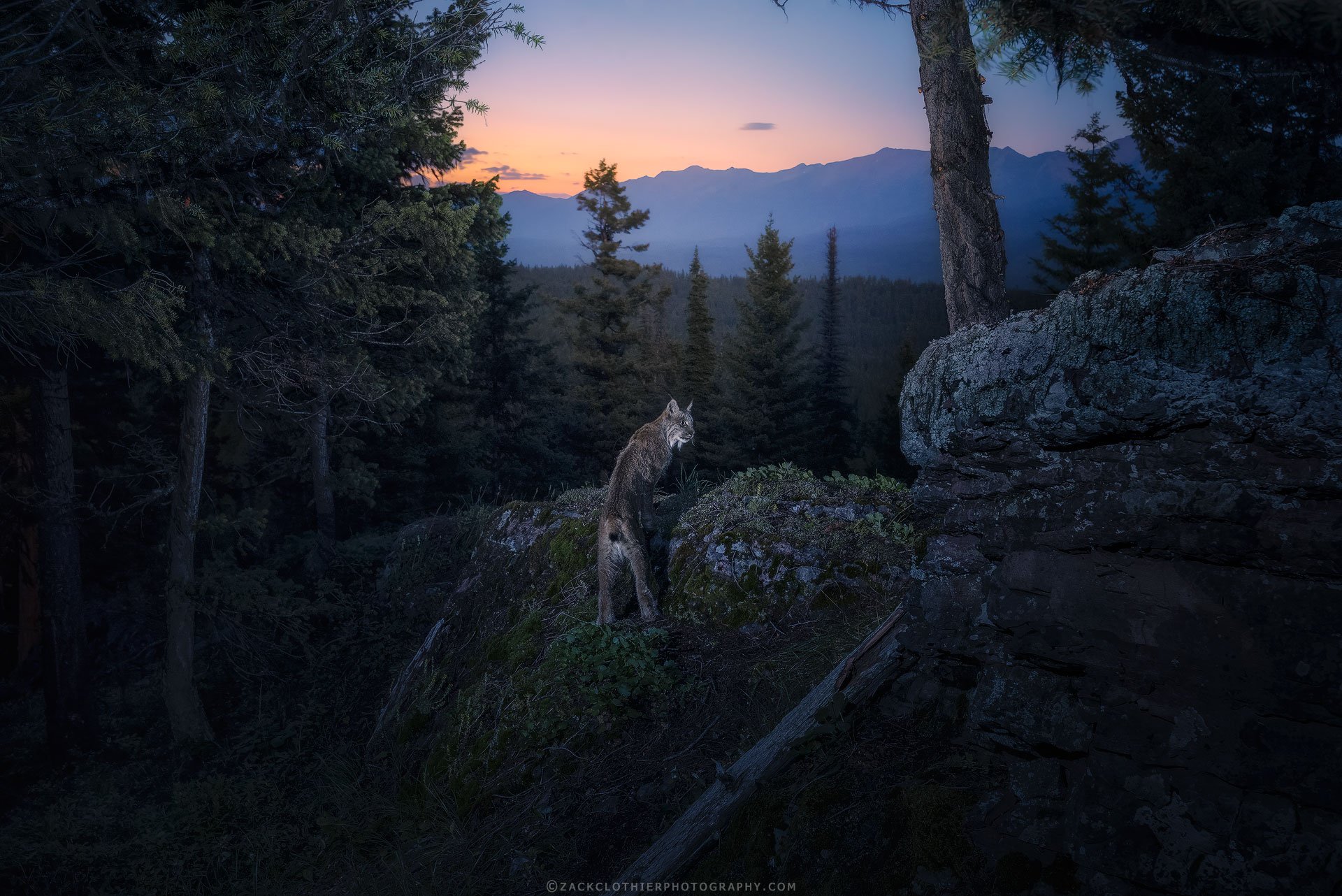 Canada-Lynx-DSLR-Camera-Trap.jpg