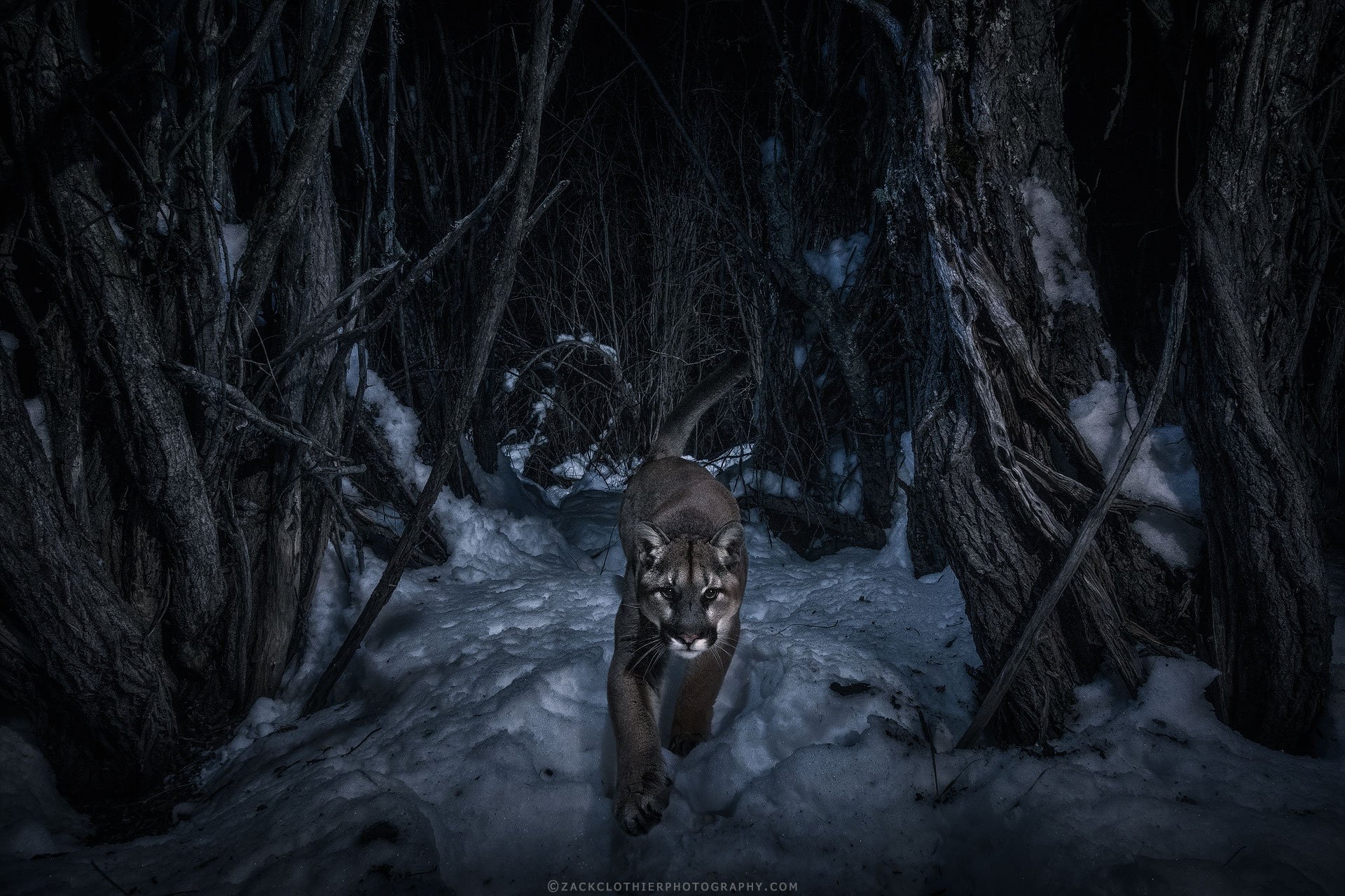 Prowling-The-Night-fine-art-wildlife-photography-print.jpg