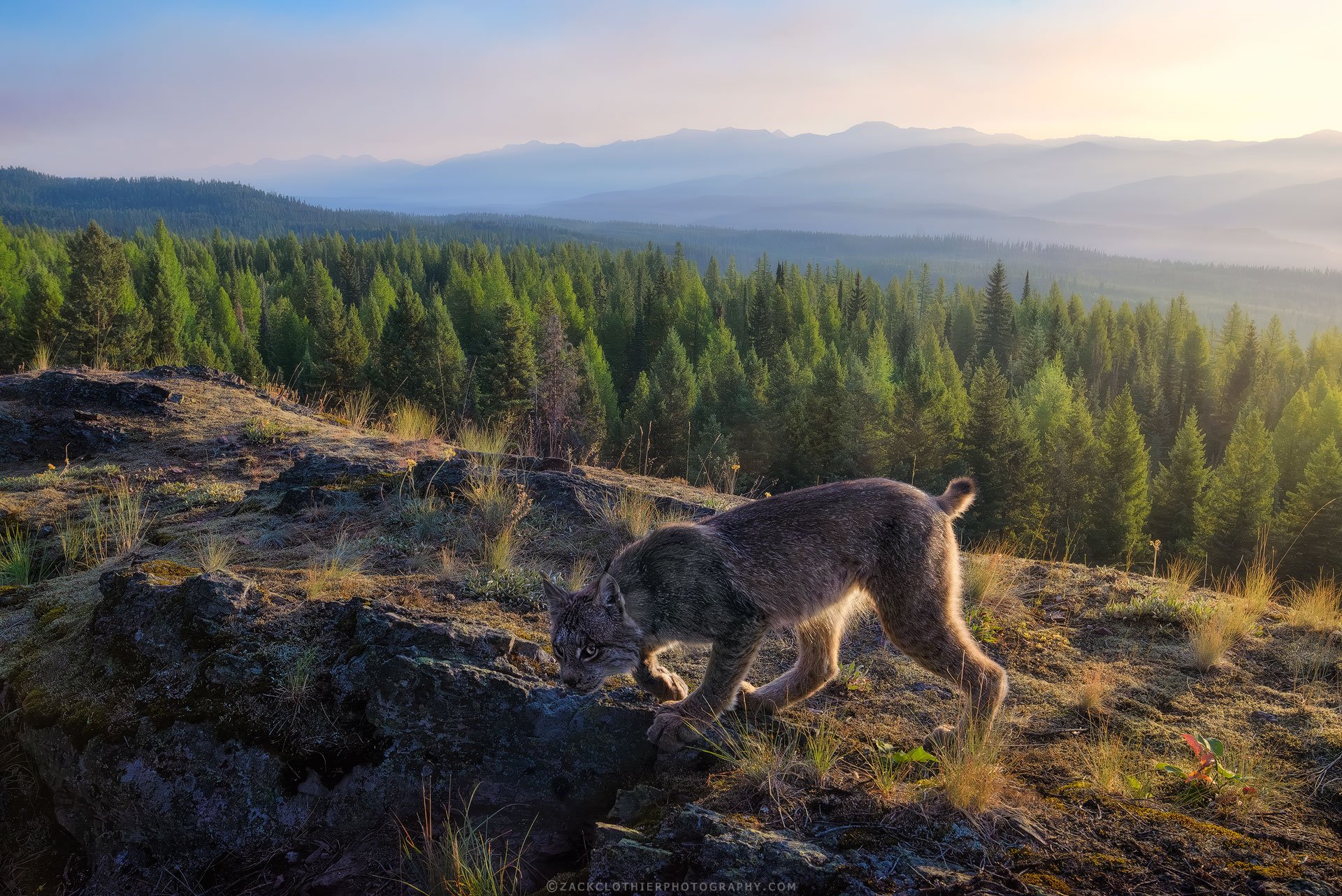 Canada-Lynx-Remote-DSLR-Camera-Trapper.jpg