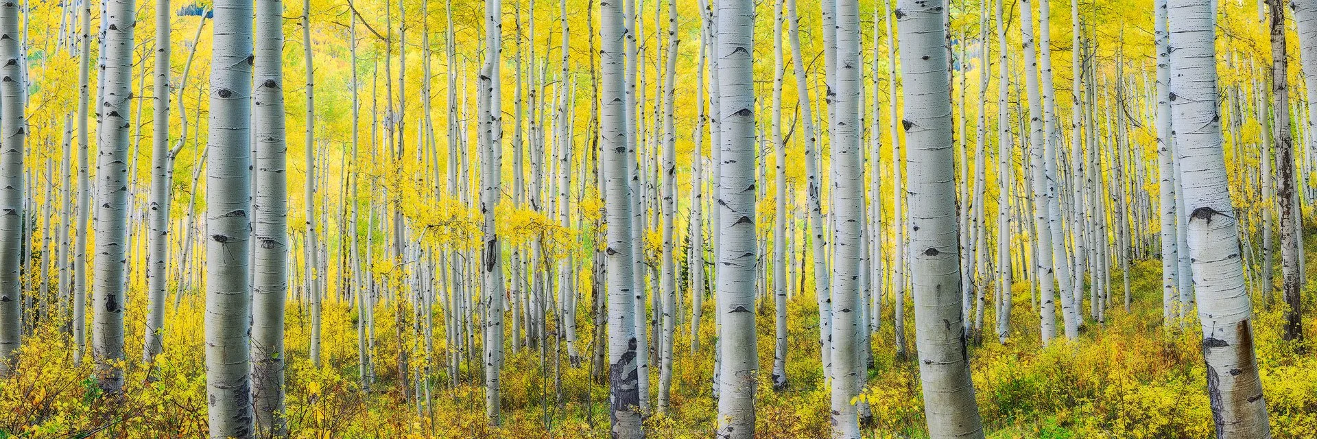 Purity-Colorado-Fine-Art-Nature-Print-Photography.jpg