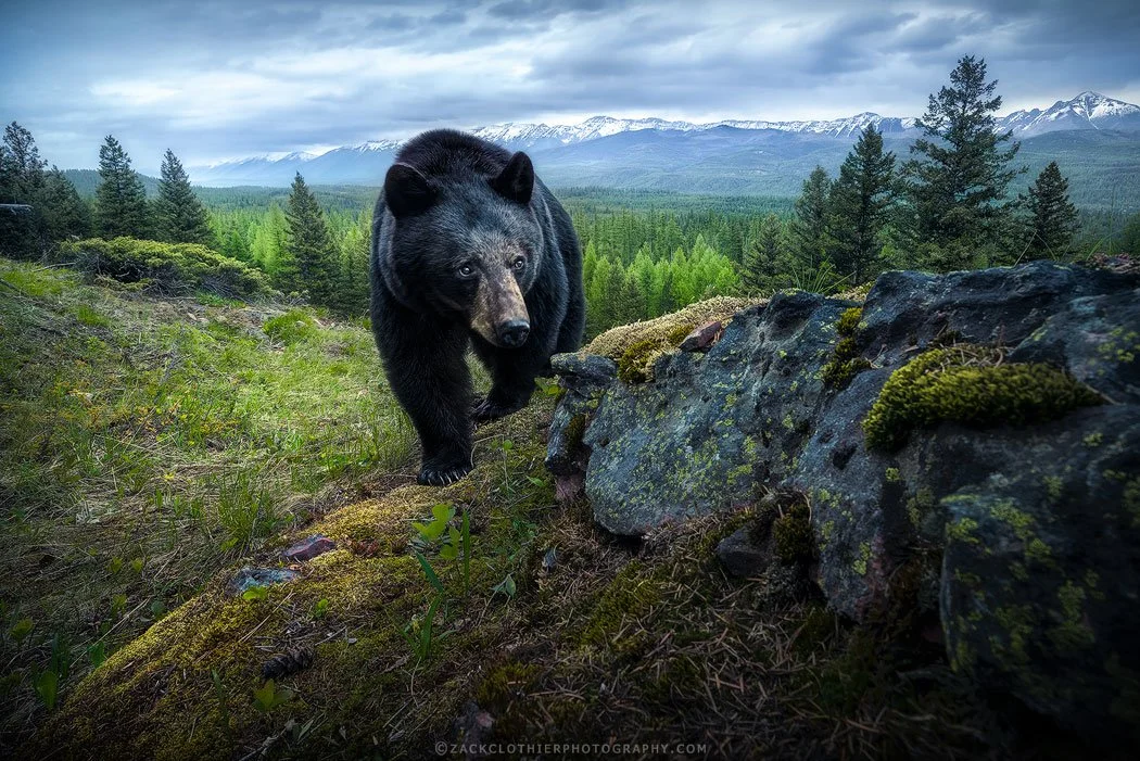 Heartbeat-Of-The-Wild-dslr-camera-traps.jpg