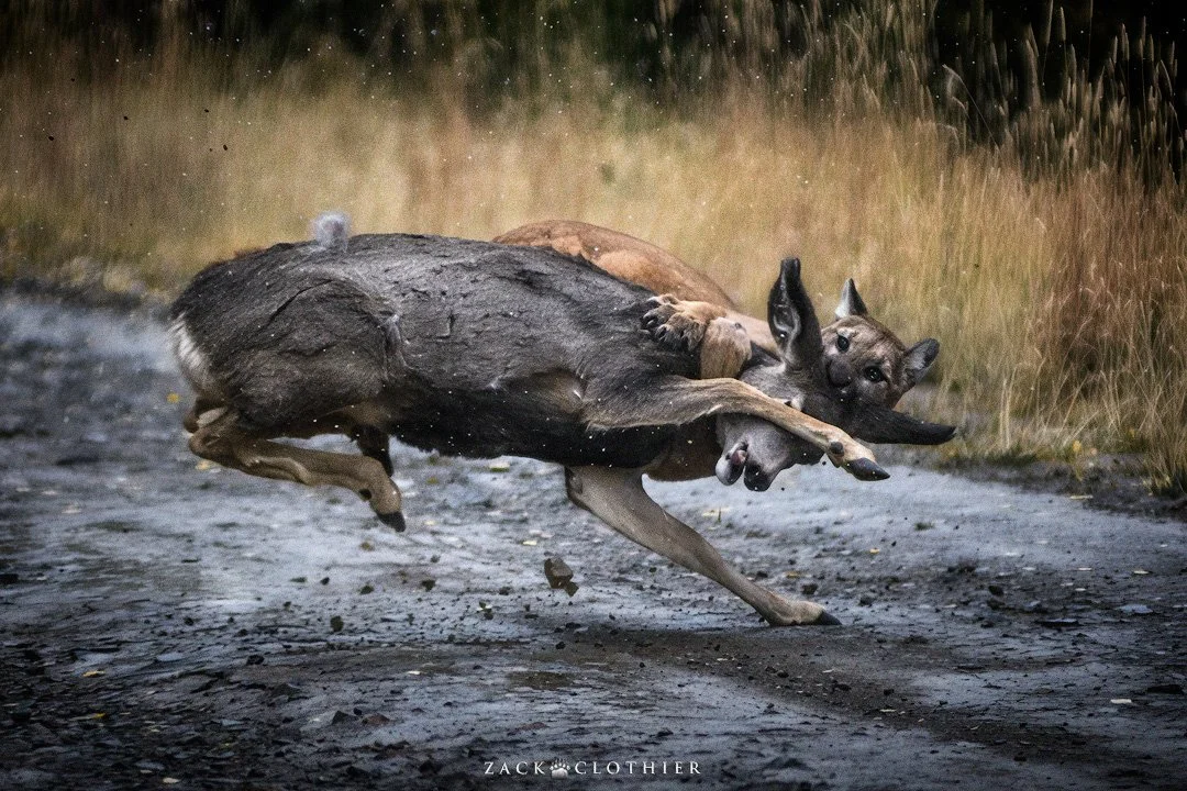 Brawl-of-the-Wild-2.jpg