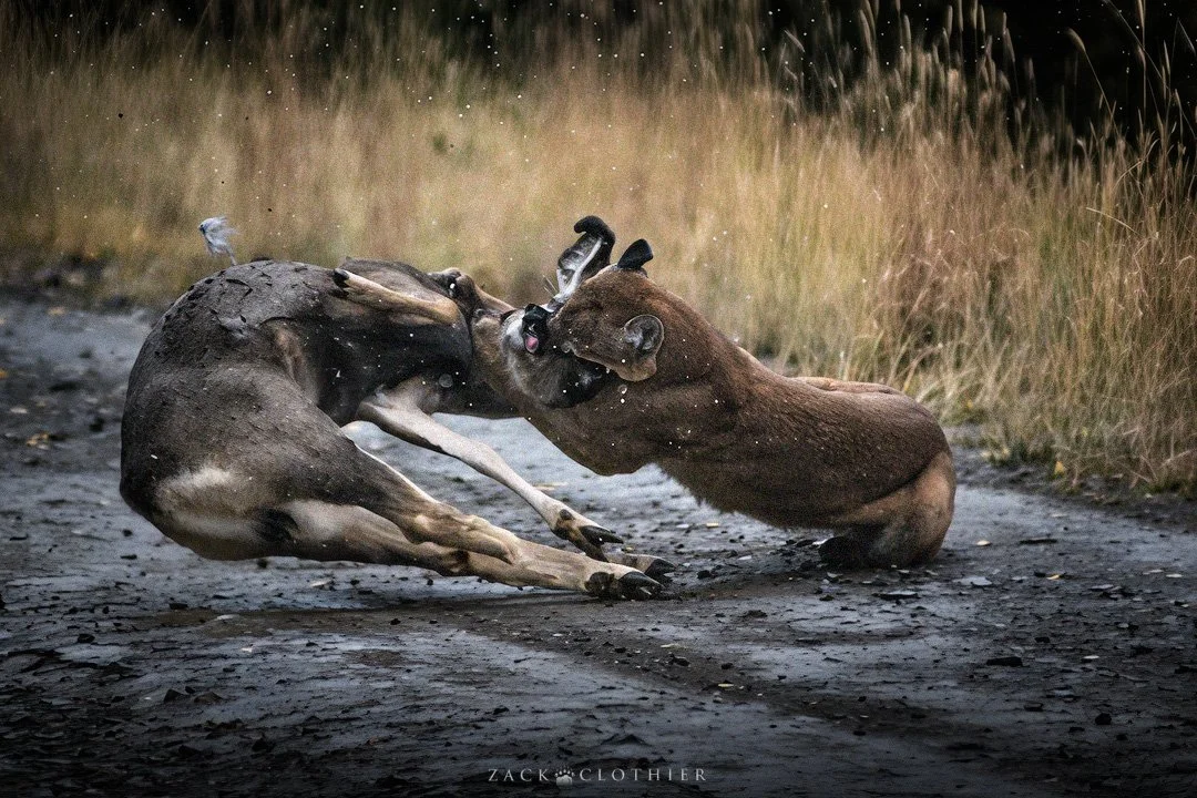 Brawl-of-the-Wild-3.jpg