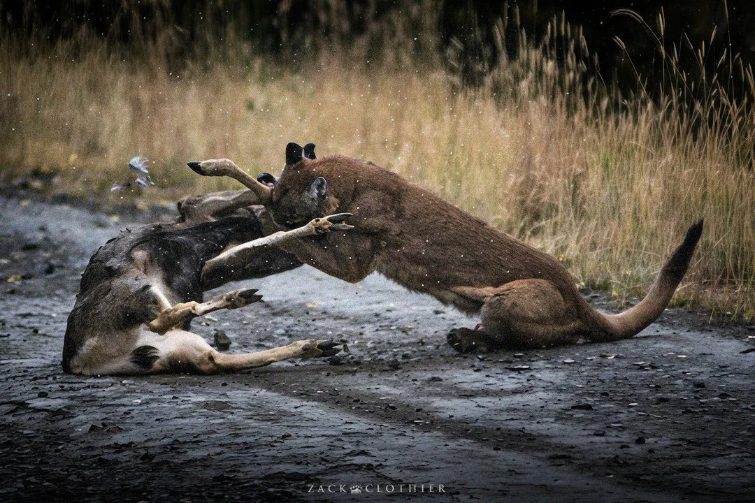 Brawl-of-the-Wild-4.jpg