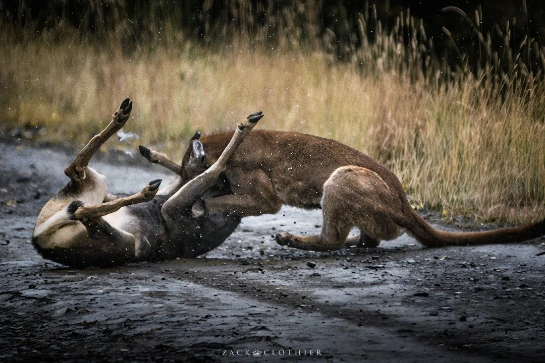 Brawl-of-the-Wild-5.jpg