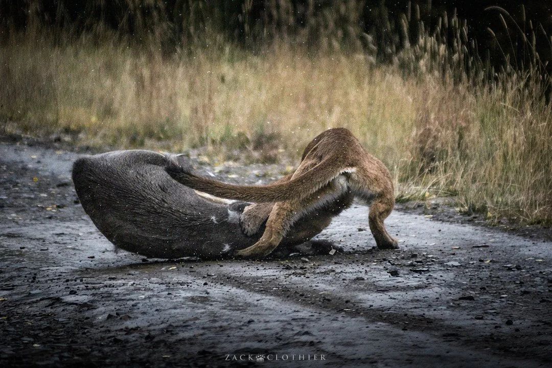 Brawl-of-the-Wild-6.jpg