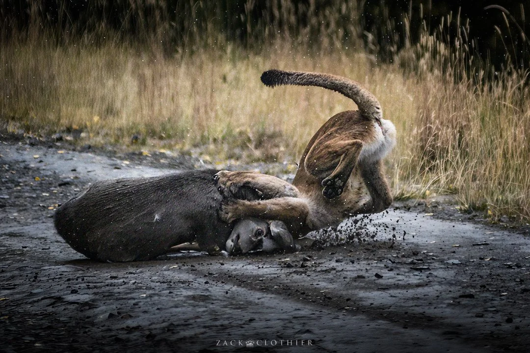 Brawl-of-the-Wild-7.jpg