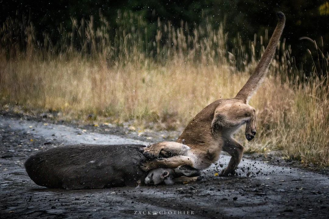 Brawl-of-the-Wild-8.jpg