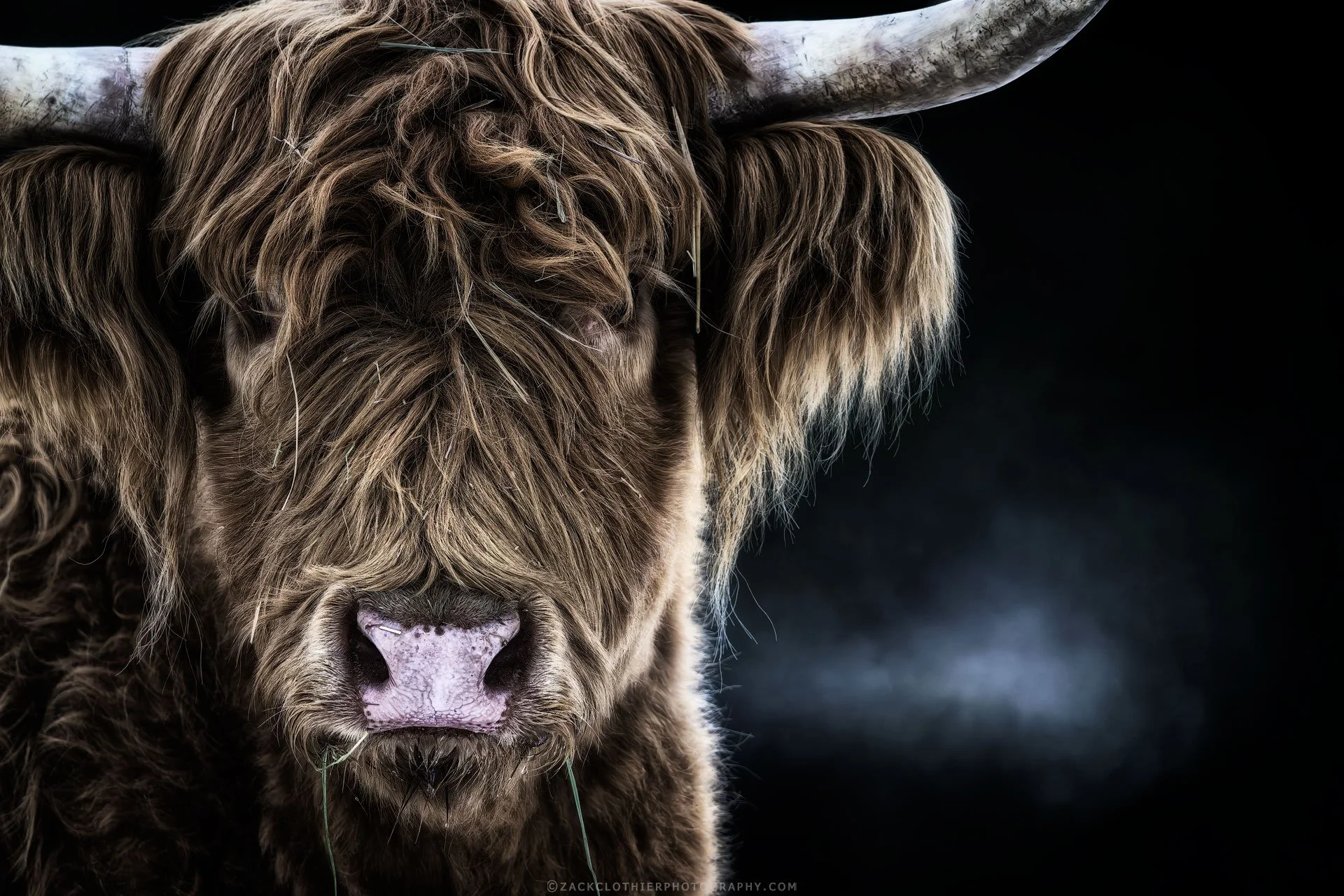 Highlander-Montana-Fine-Art-Photography-Highland-Cow-Print.jpg