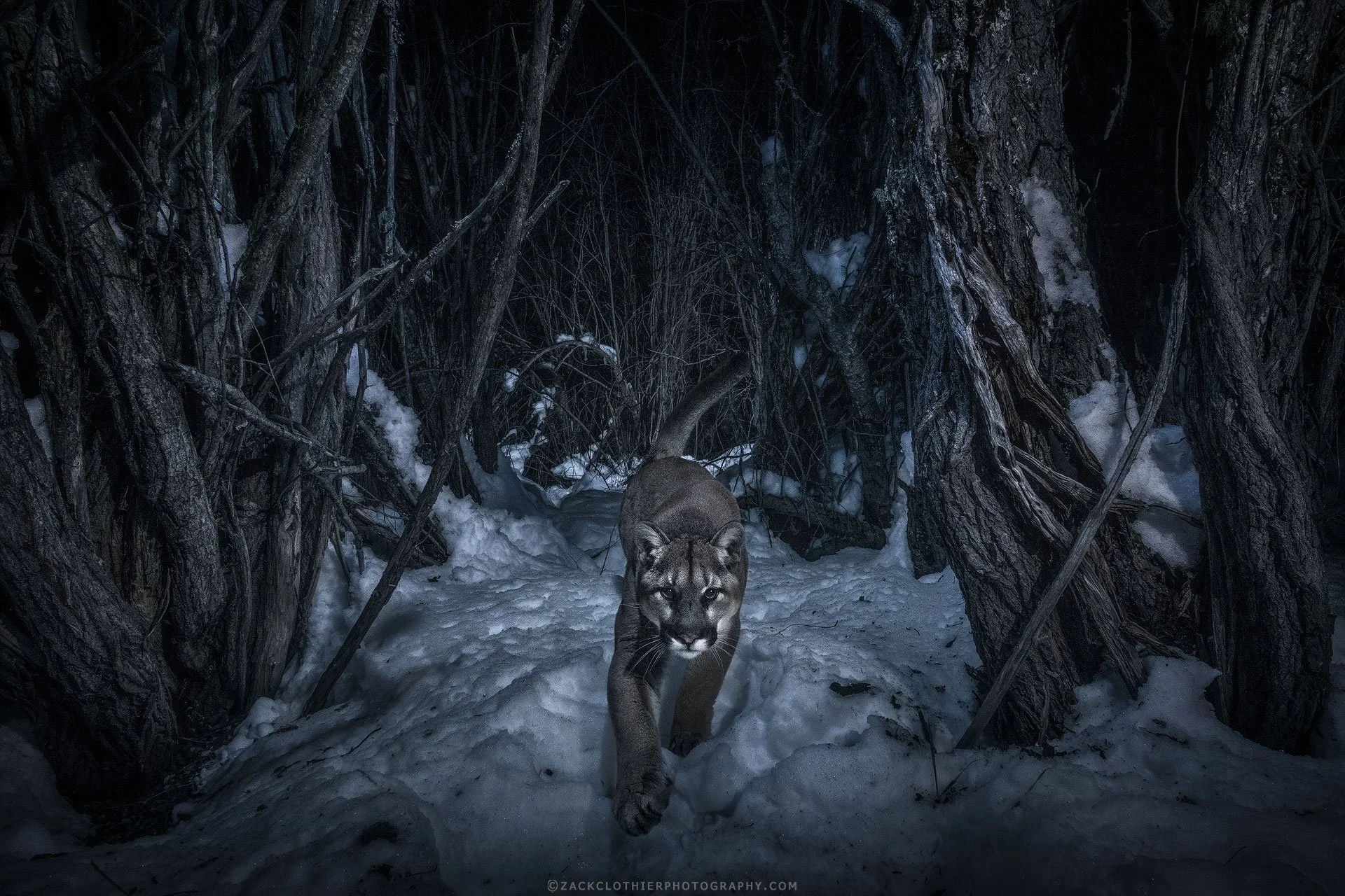 Prowling-The-Night-Montana-Wildlife-Fine-Art-Nature-Photography-Print.jpg