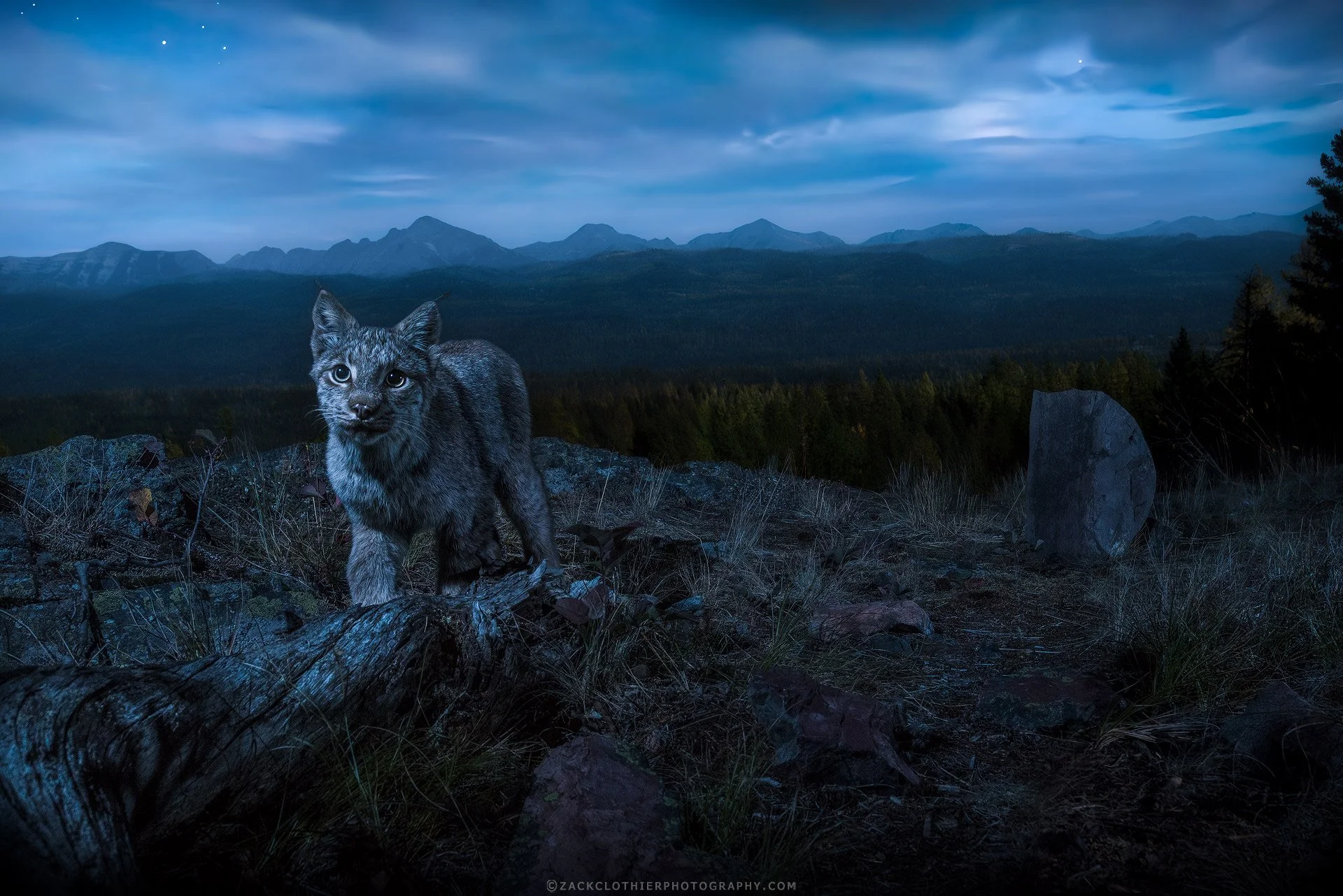 Moonlight-Ridge-Montana-Wildlife-Fine-Art-Nature-Photography-Print.jpg