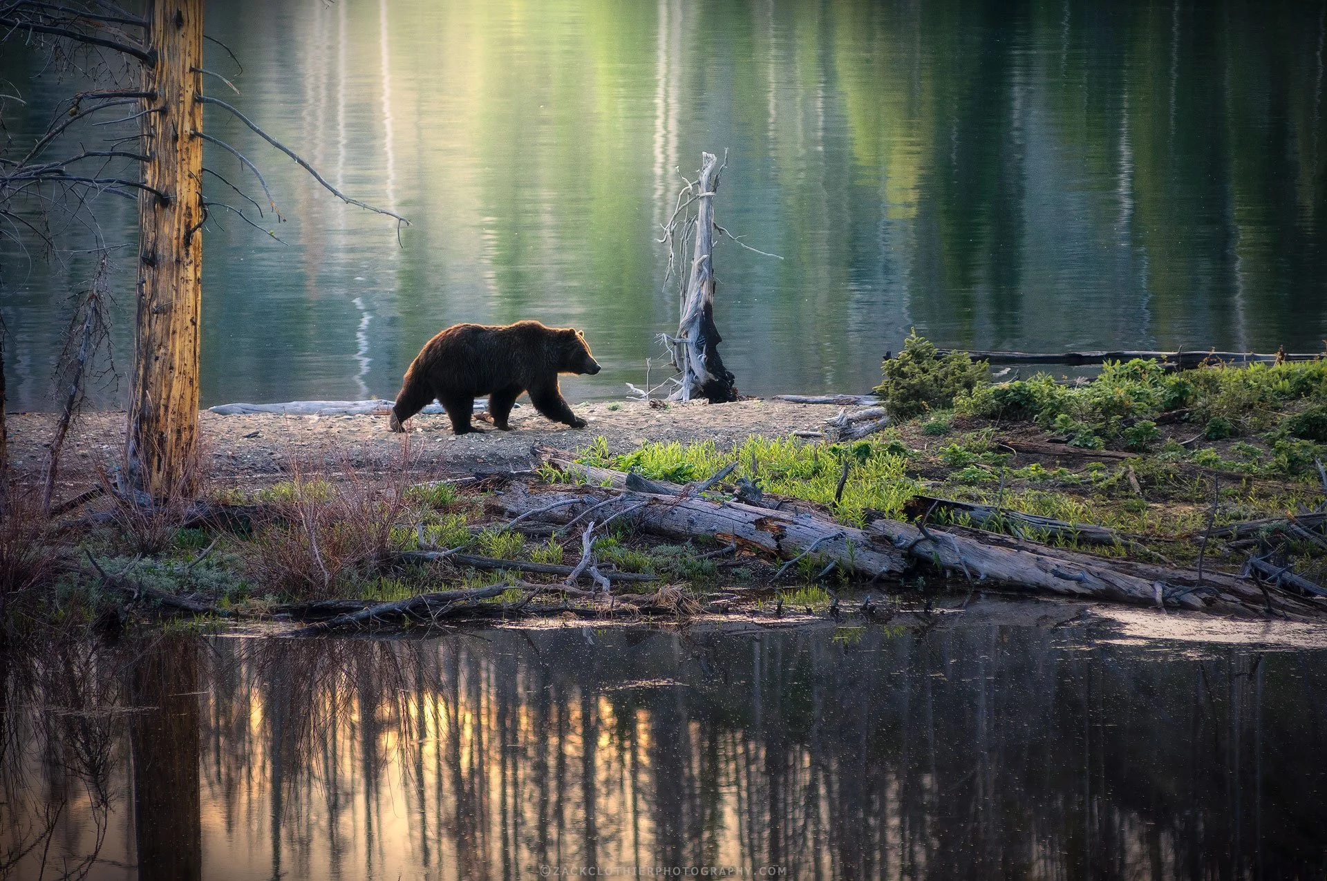 Morning-At-The-Lake-Yellowstone-Wildlife-Grizzly-Fine-Art-Nature-Photography-Print.jpg