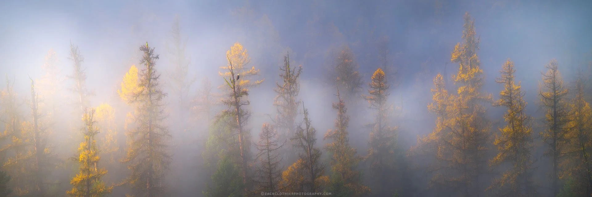 Spirit-Of-The-Trees-Montana-Panoramic-Fine-Art-Nature-Photography-Print.jpg