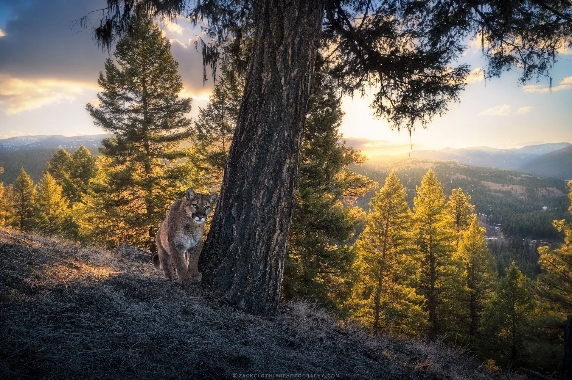 Cougar-Country-Montana-Wildlife-Fine-Art-Nature-Photography-Print.jpg