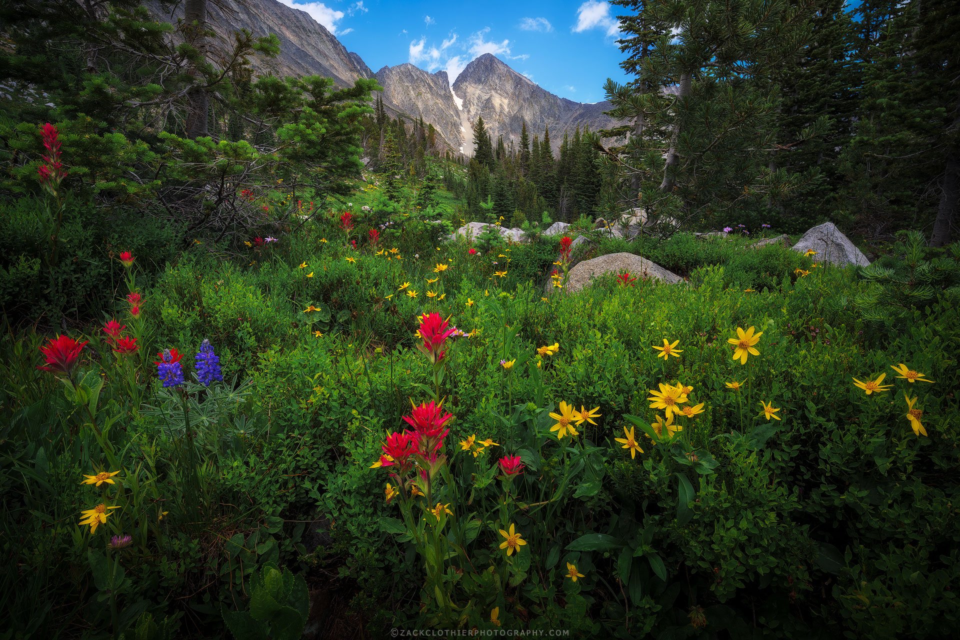 Alpine-Garden-Montana-Fine-Art-Nature-Print-Photography.jpg