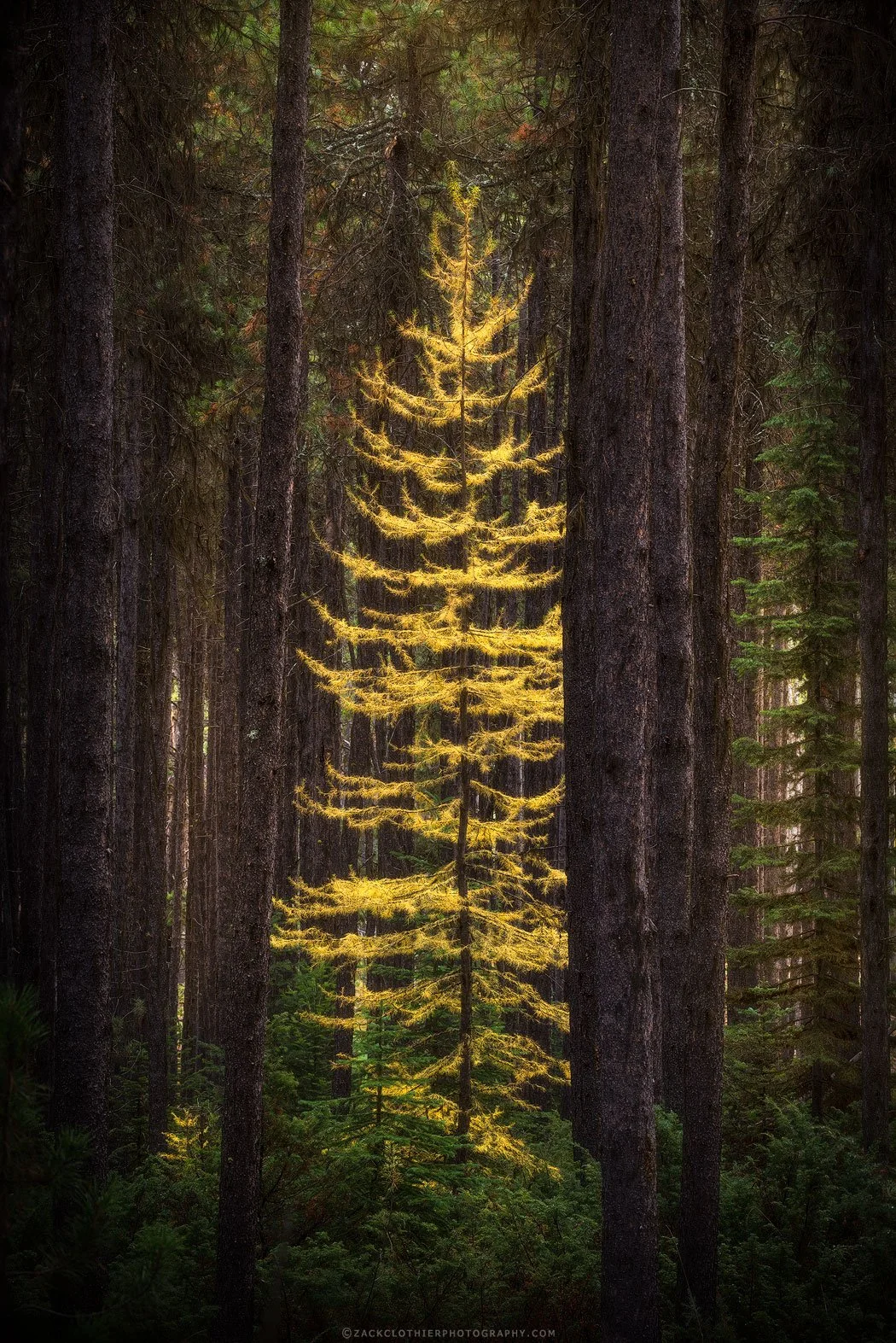 Solitary-Montana-Autumn-Fine-Art-Nature-Photography-Print.jpg