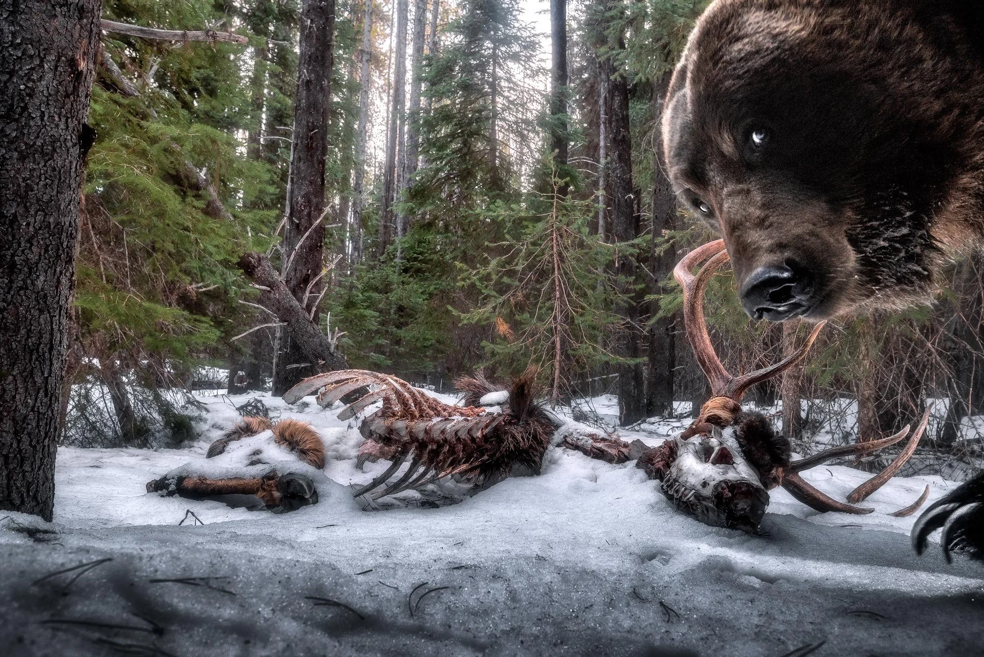 Grizzly-Remains-BG.jpg
