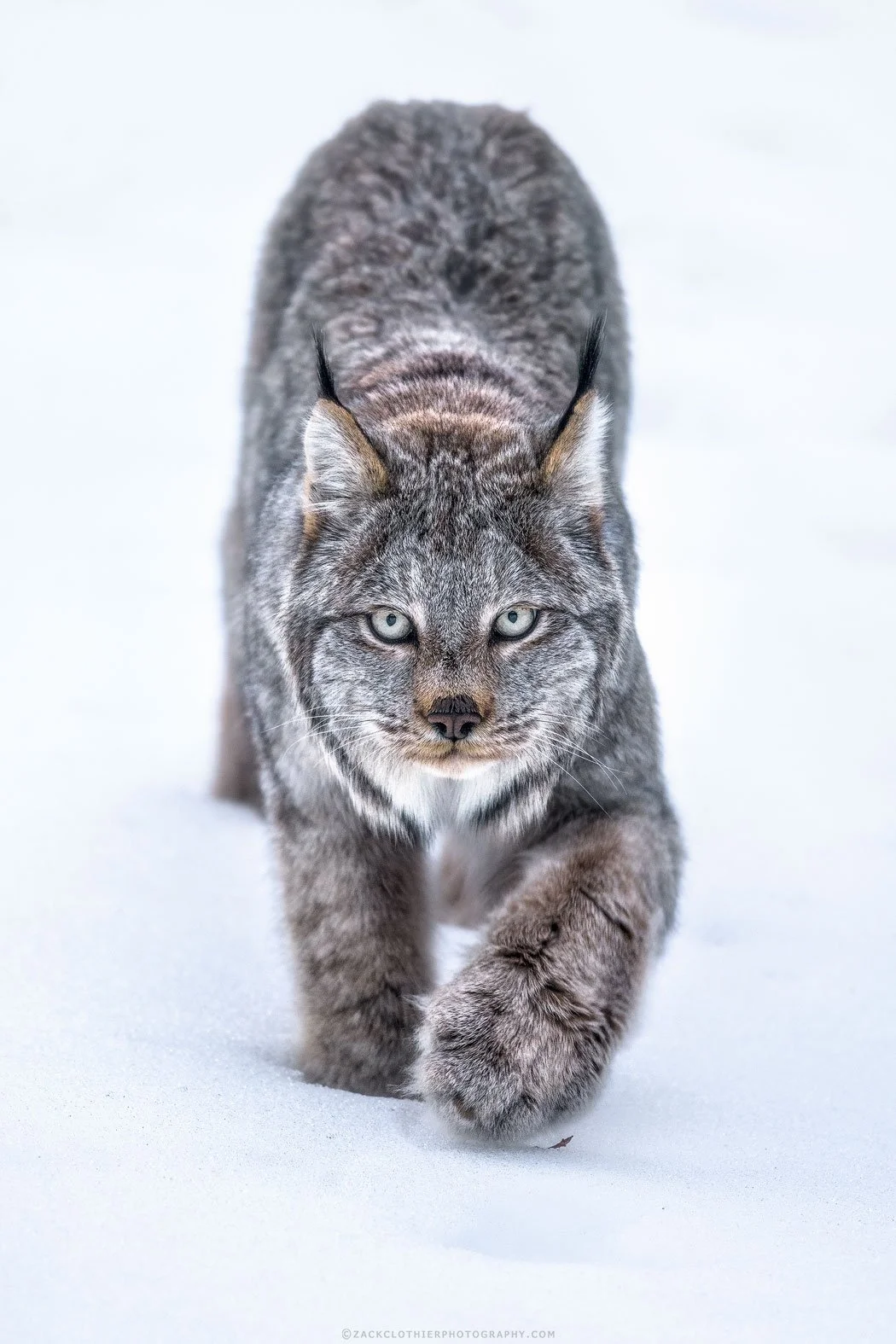 Silent-Paws-Montana-Wildlife-Lynx-Fine-Art-Nature-Photography-Print.jpg