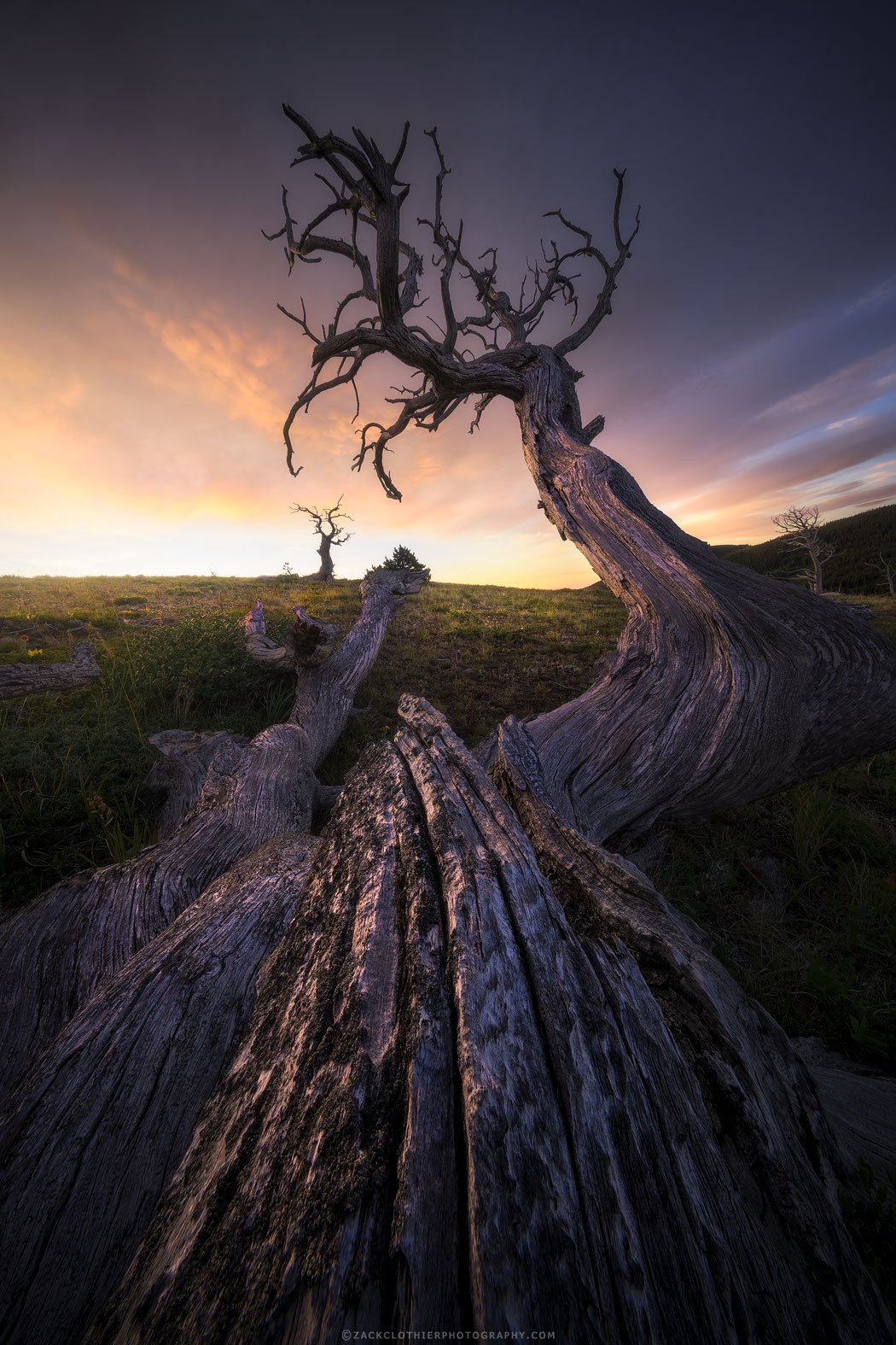 Amidst-Ancients-Montana-Fine-Art-Nature-Photography-Print.jpg