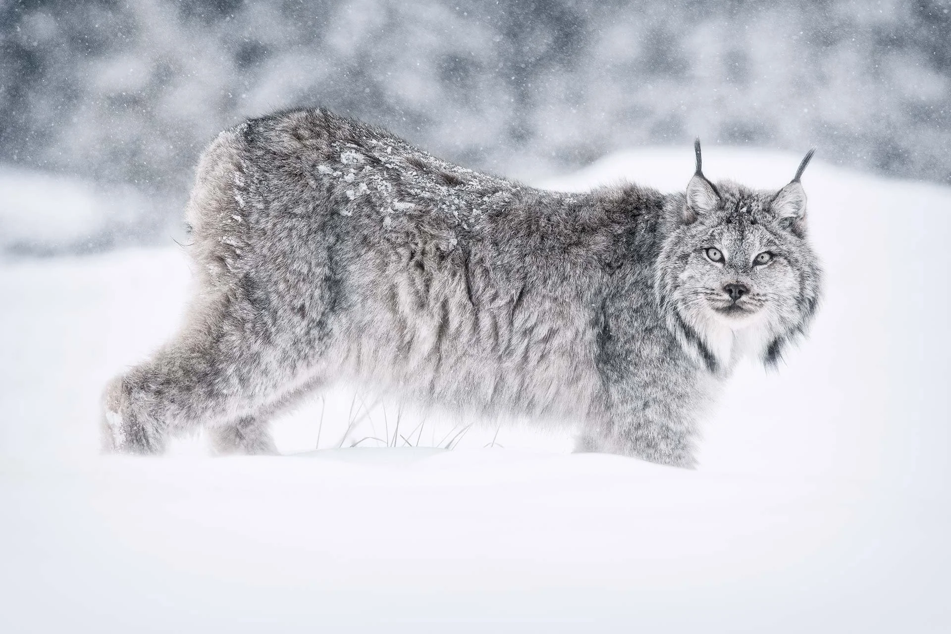 Ghost-Of-Winter-BG.jpg
