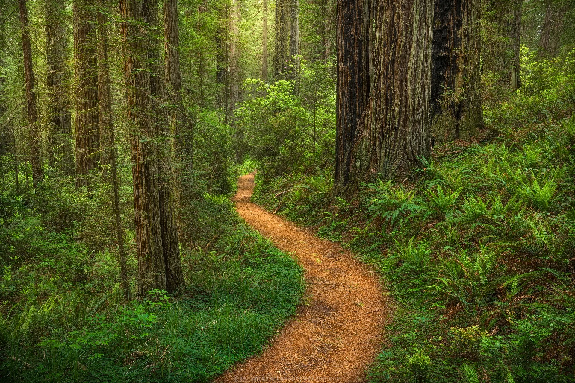 "Walk With Ancients"