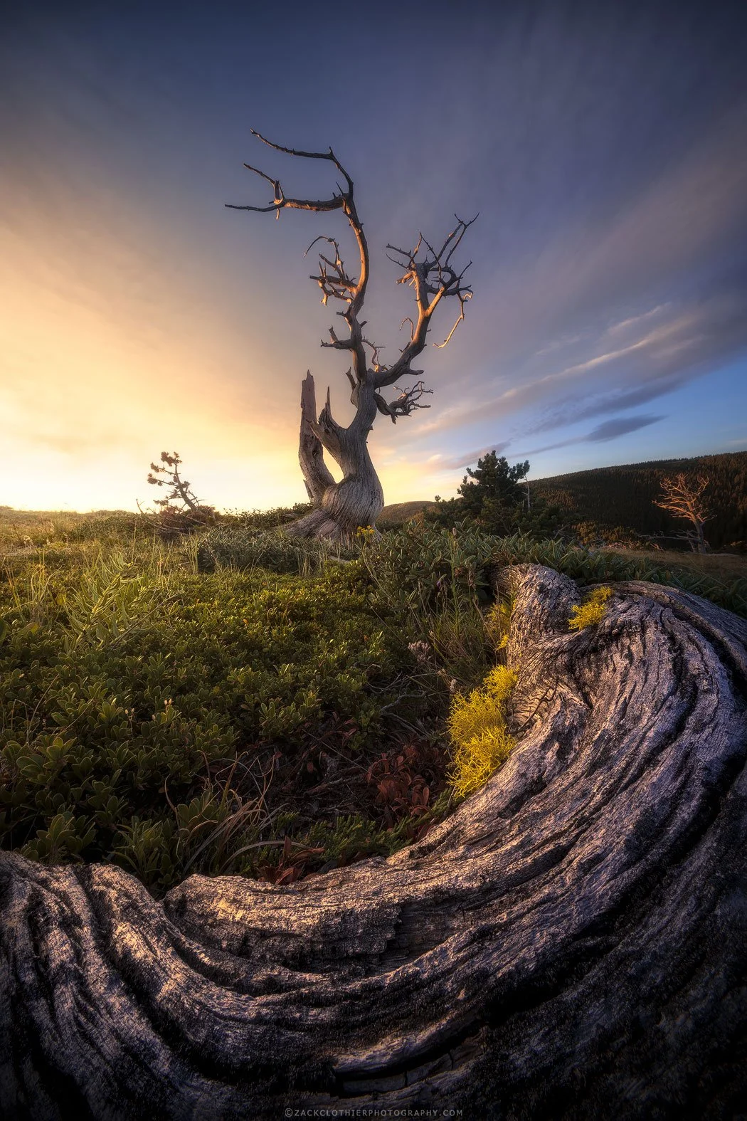 Montana-Roots-Montana-Fine-Art-Nature-Photography-Print.jpg