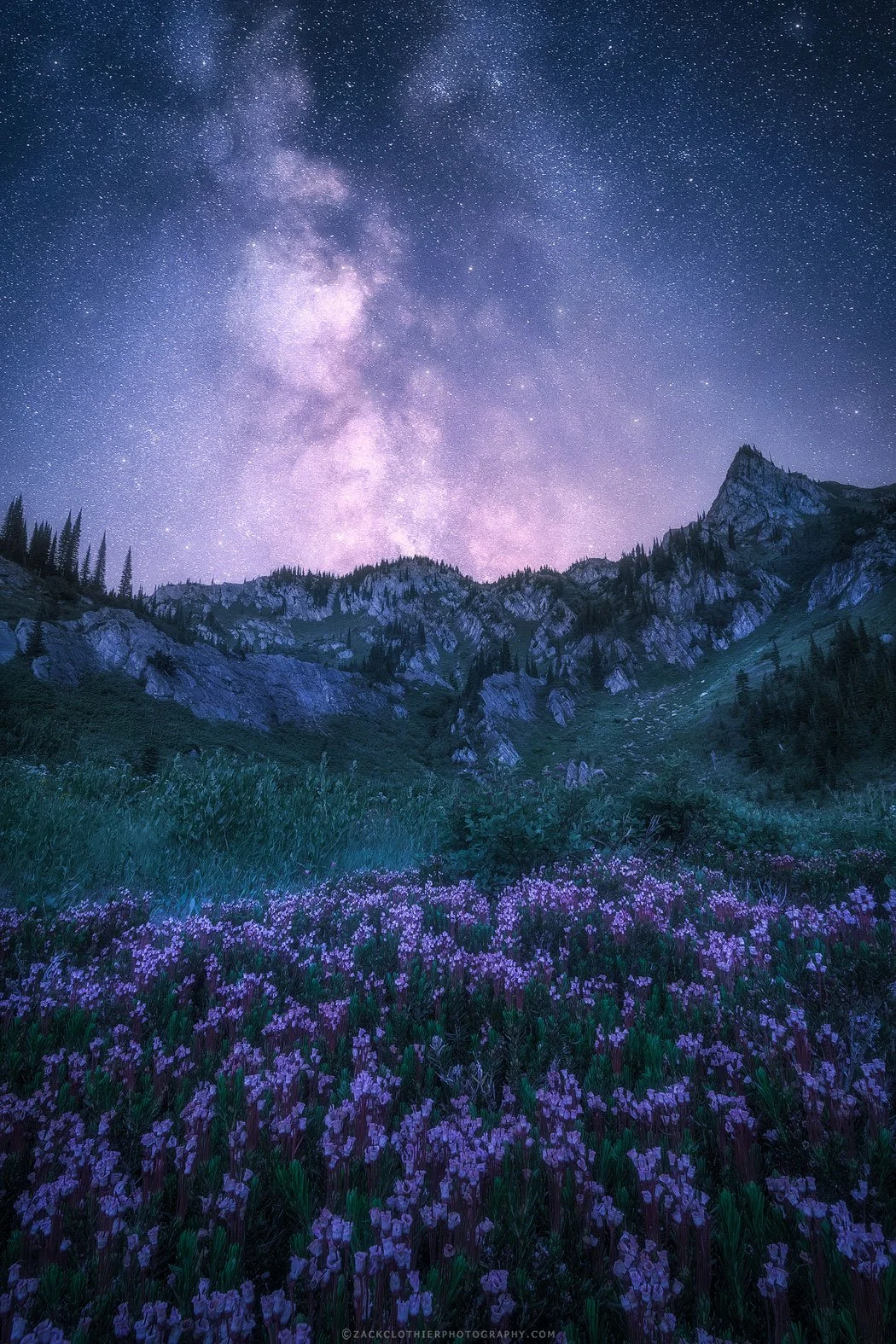 Midnight-Heather-Montana-Bitterroot-Fine-Art-Photography-Print.jpg
