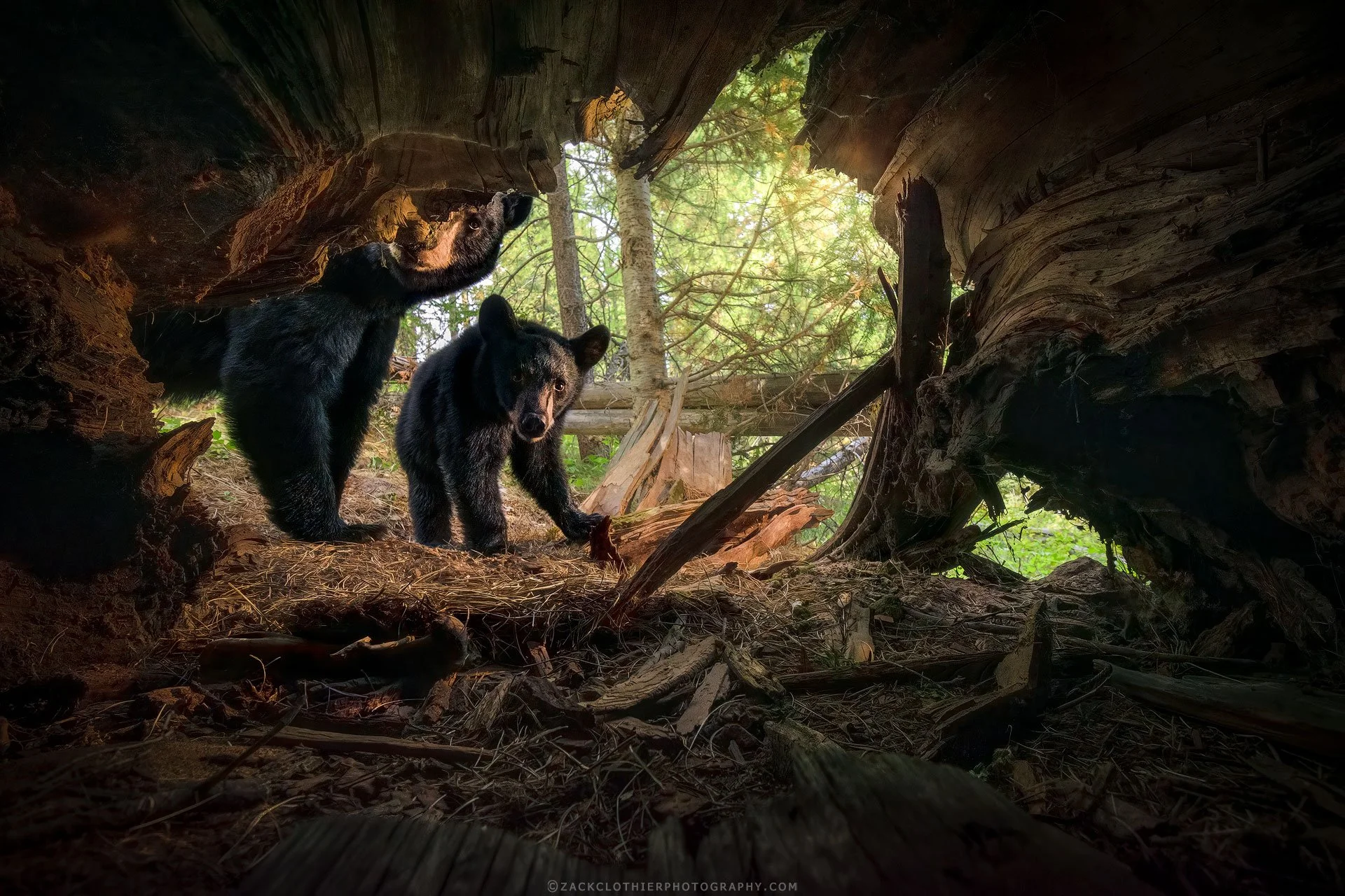 Shared-Curiosity-Montana-Wildlife-Bear-Fine-Art-Nature-Photography-Print.jpg