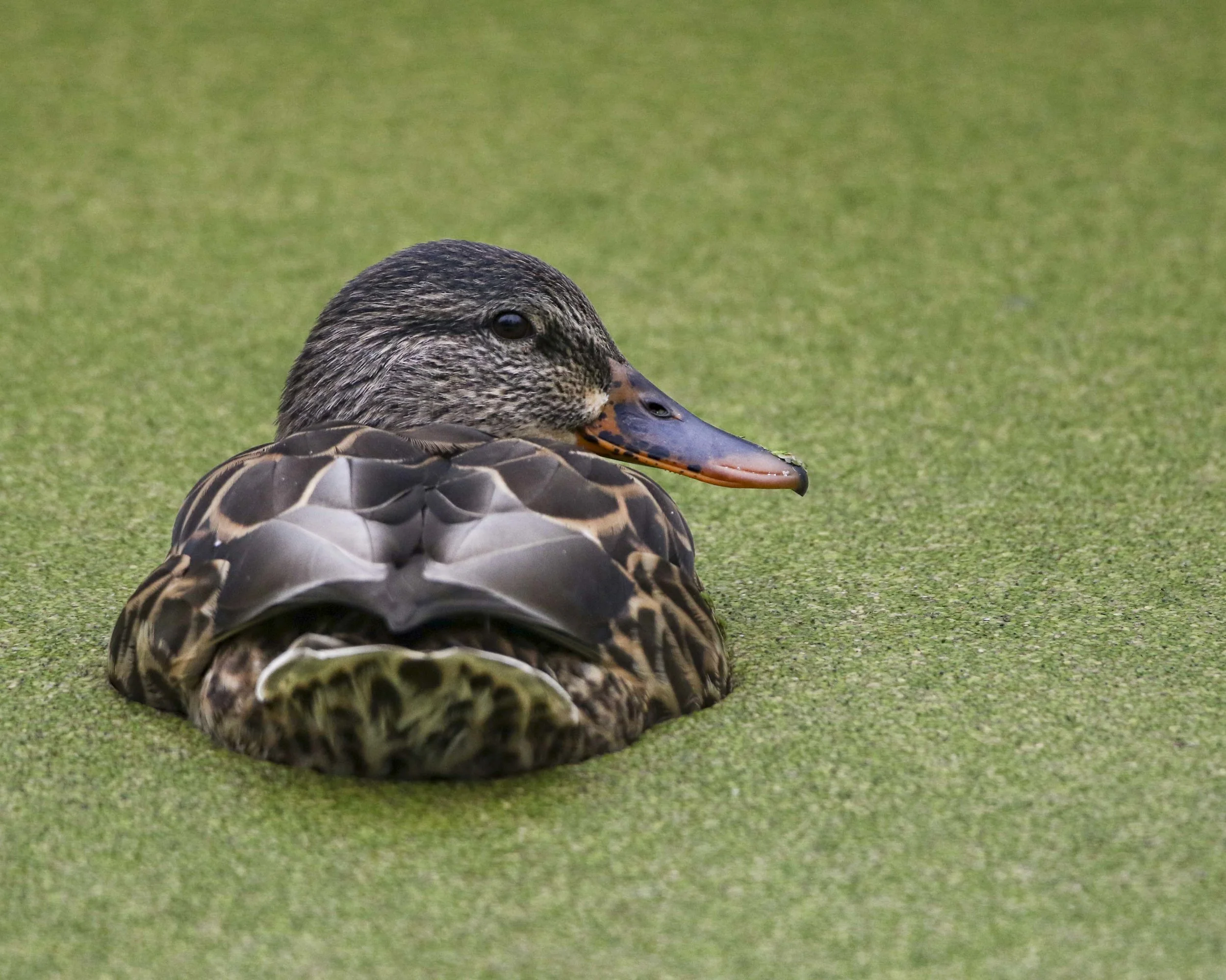 Hen Mallard in Duckweed (1 of 1).jpg