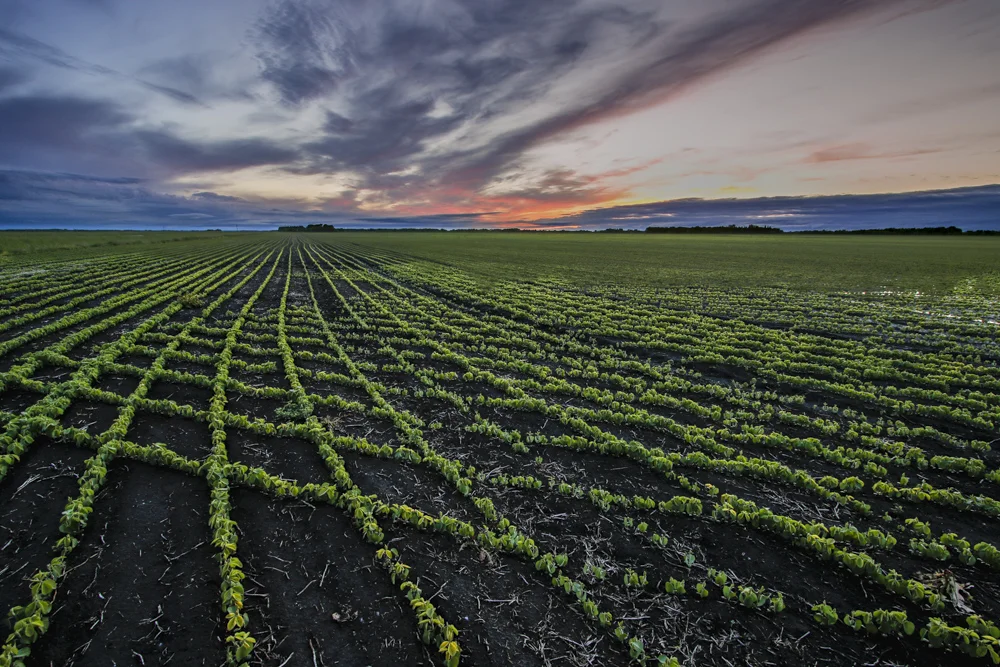 Spring Bean Field (1 of 1).jpg