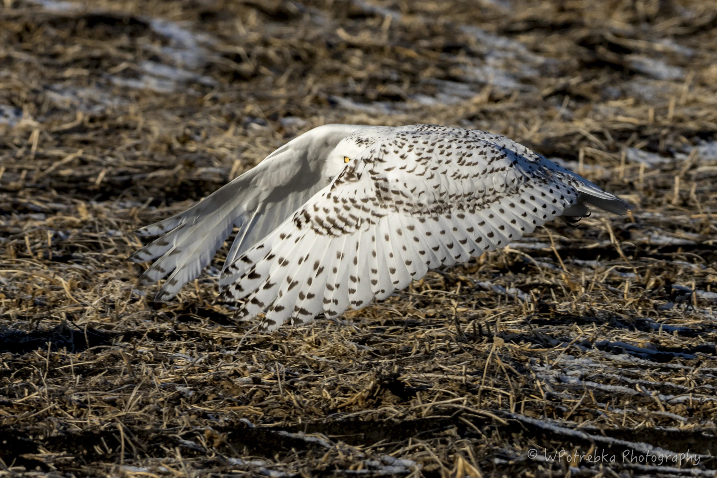 1A8A5069-Edit.jpg