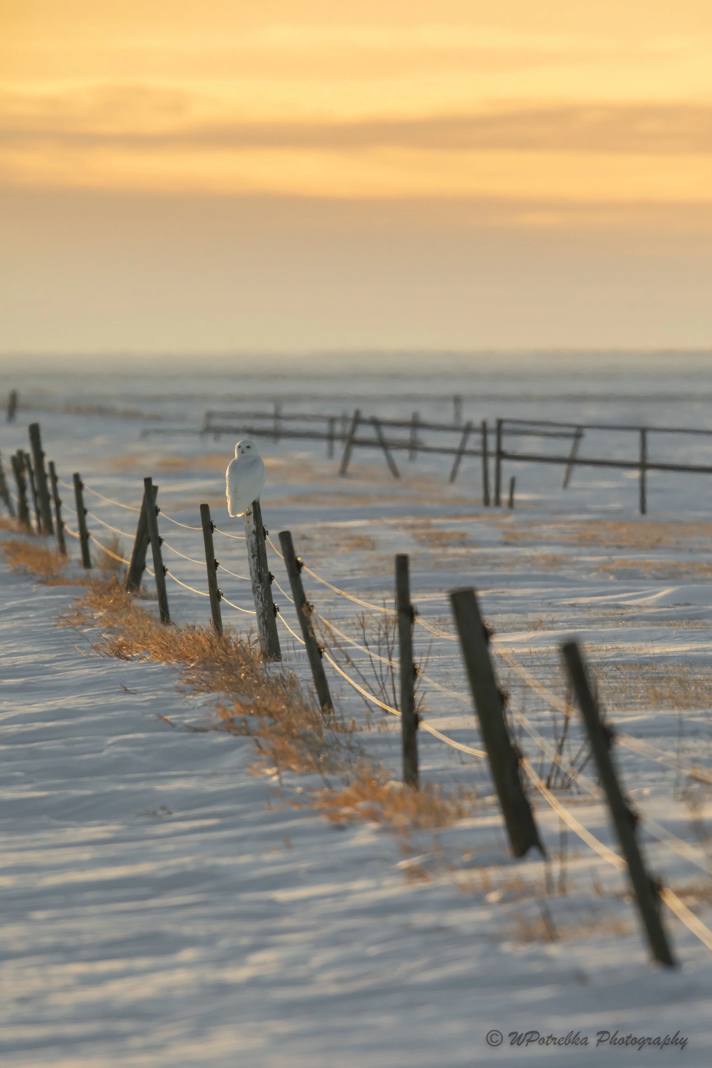 _49A2746-Edit.jpg